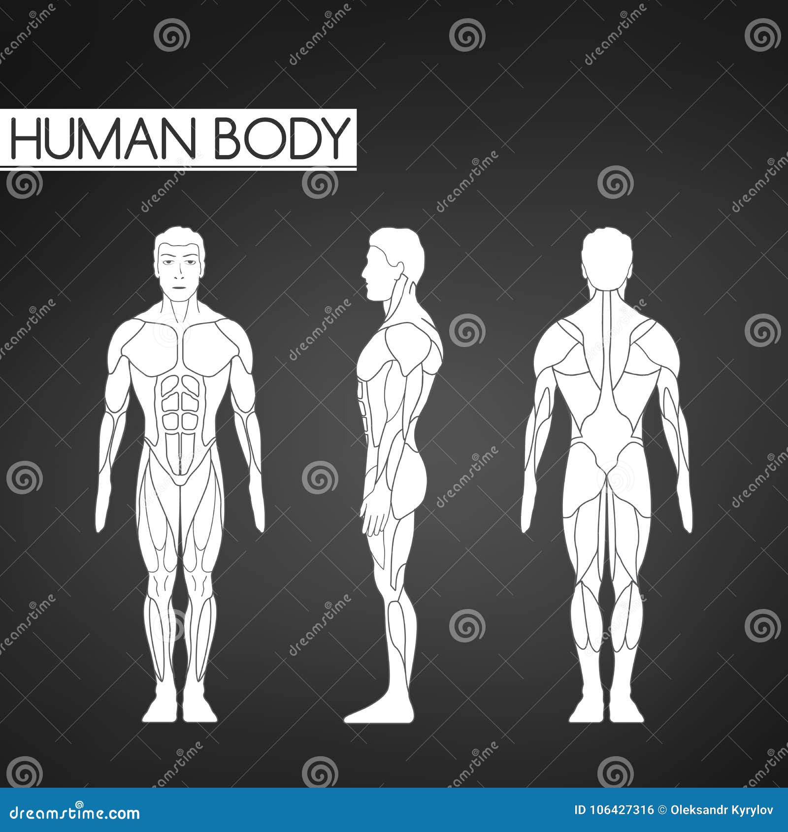Human Body Outline Front Back Silhouette Stock Illustrations – 479 Human  Body Outline Front Back Silhouette Stock Illustrations, Vectors & Clipart -  Dreamstime