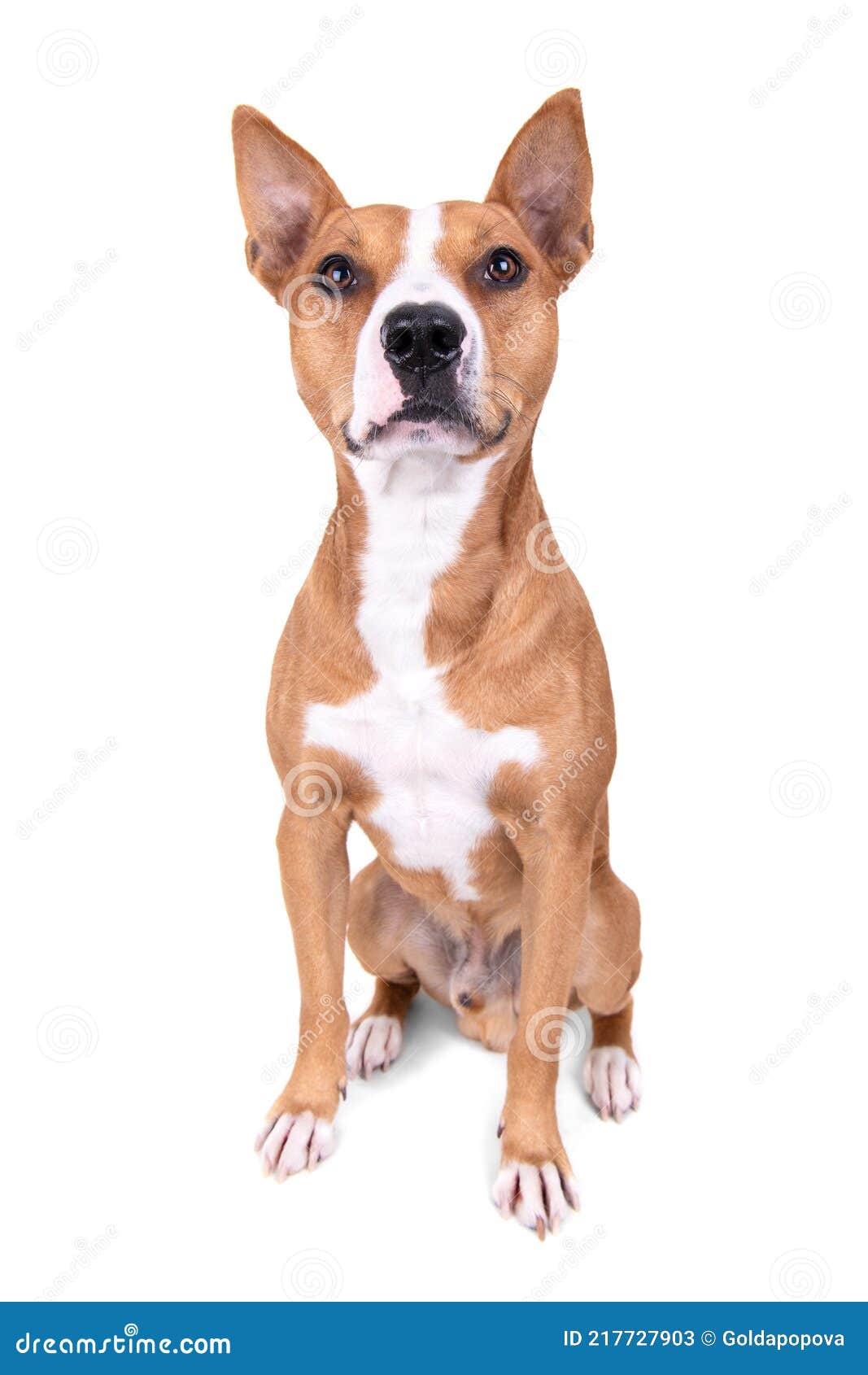 can a american staffordshire terrier guard a home