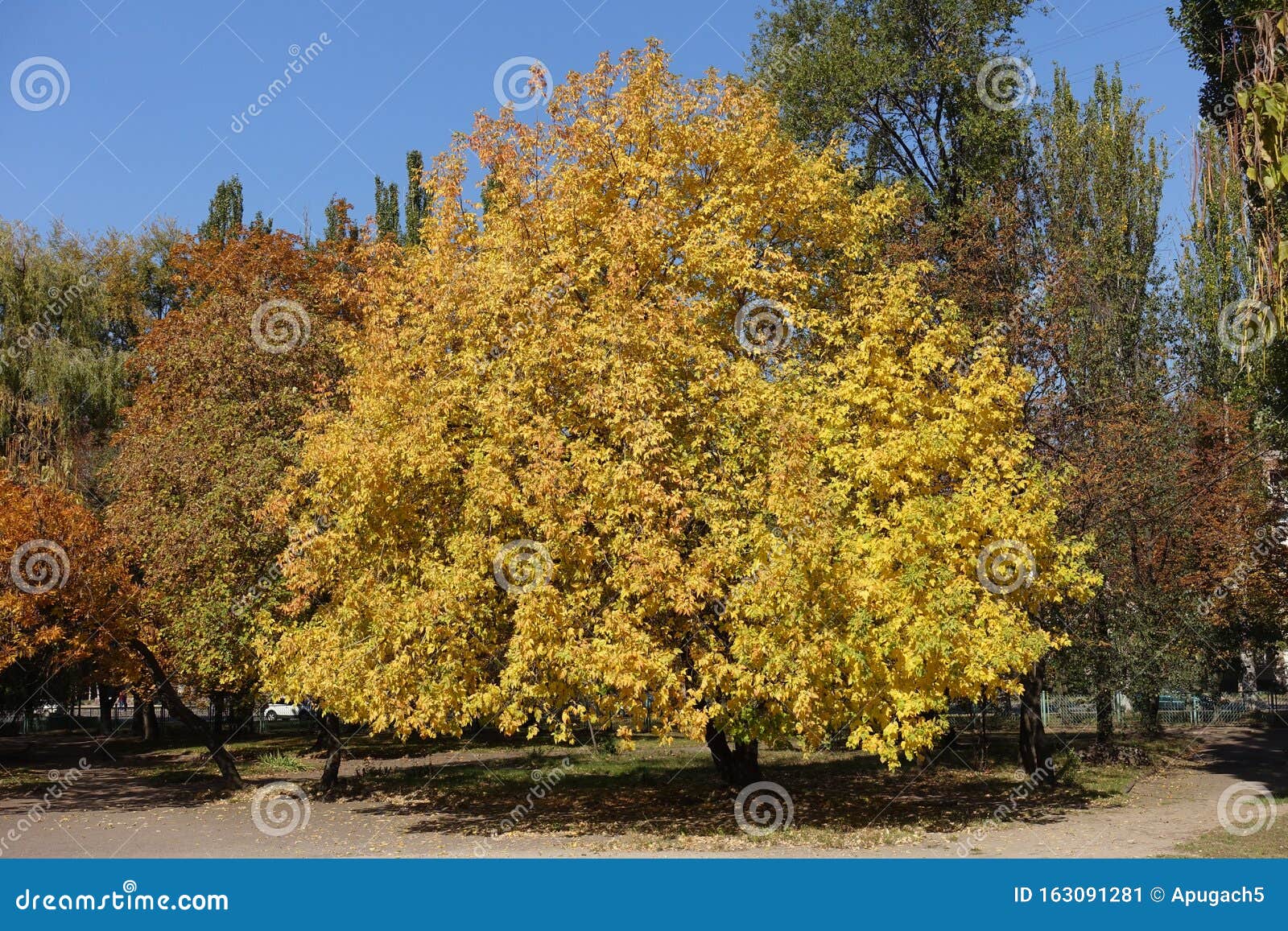 Fulllength View of Ash Tree in October Stock Image Image of leafage