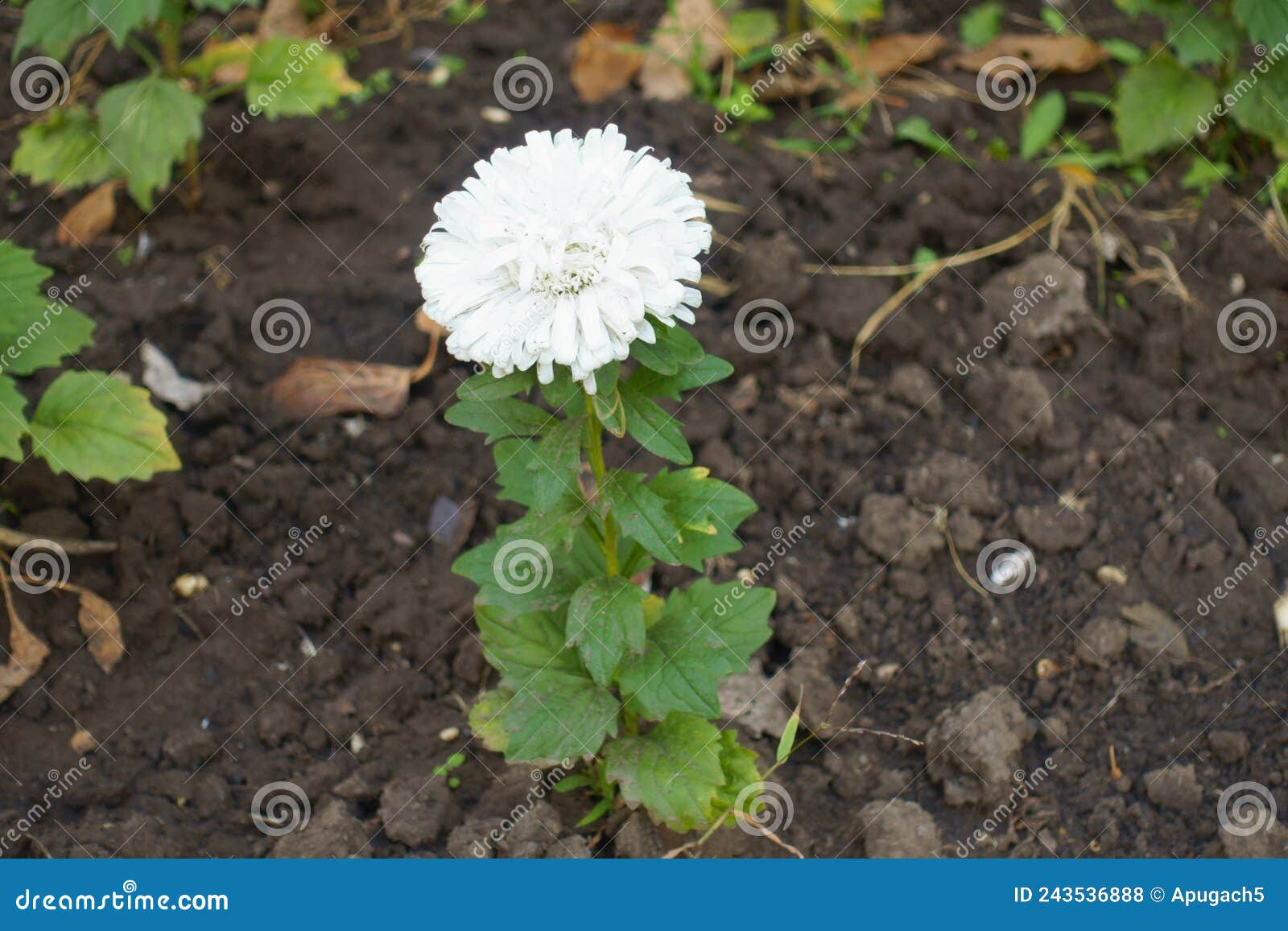 Fulllength View of China Aster with One White Flower in September