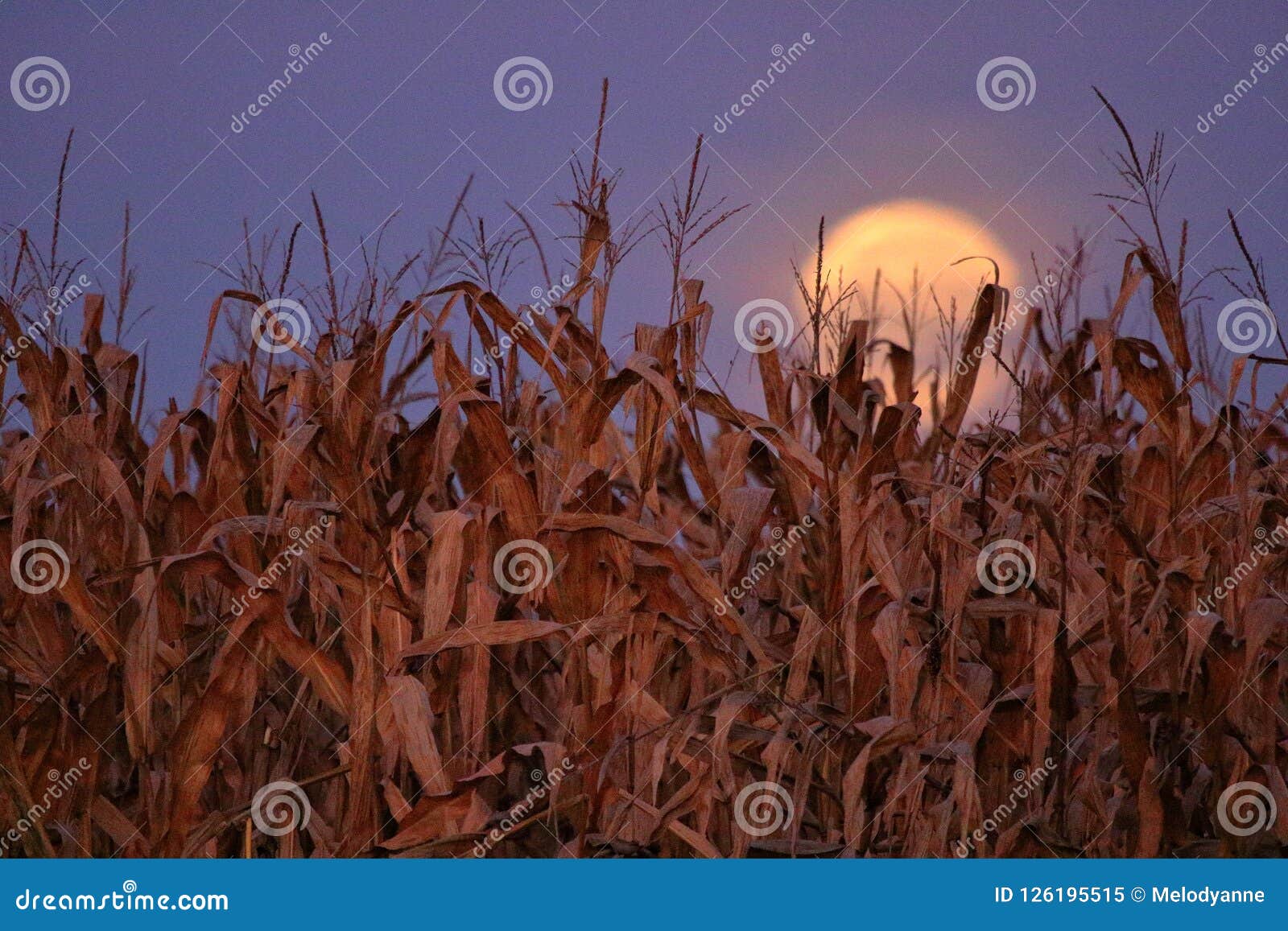 Harvest Moon stock image. Image of autumn, grain, moon - 126195515