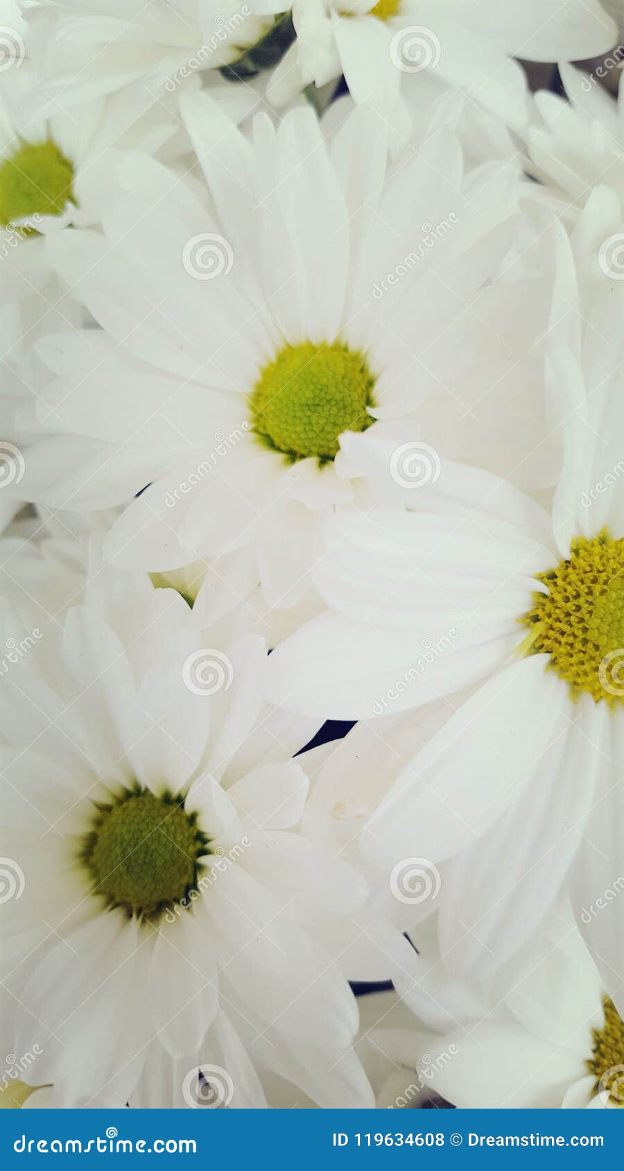 Daisy stock photo. Image of daisy, daisies, spring, full 119634608