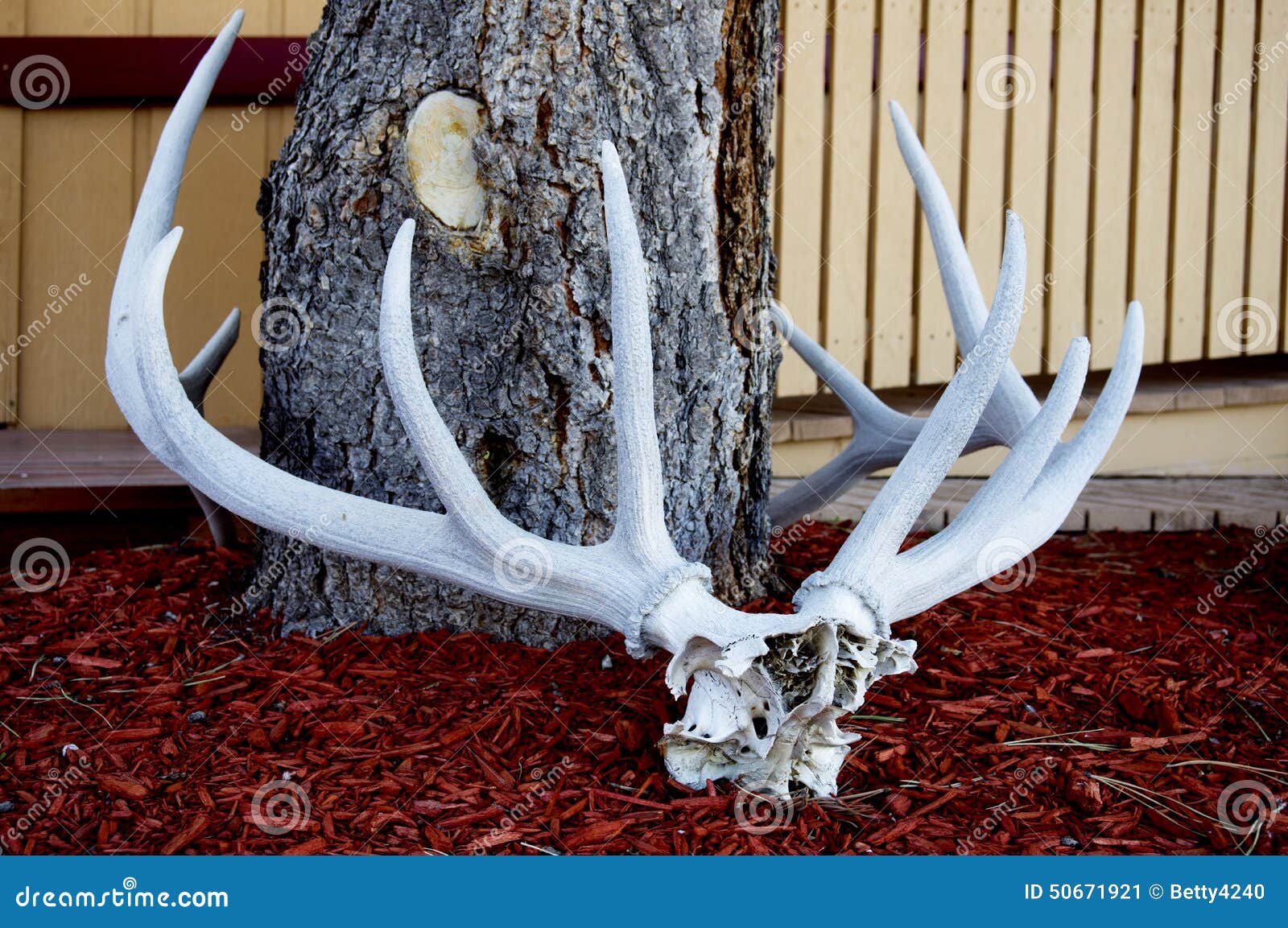 Full Rack of Elk Antlers Lay on Display. Stock Image Image of nature