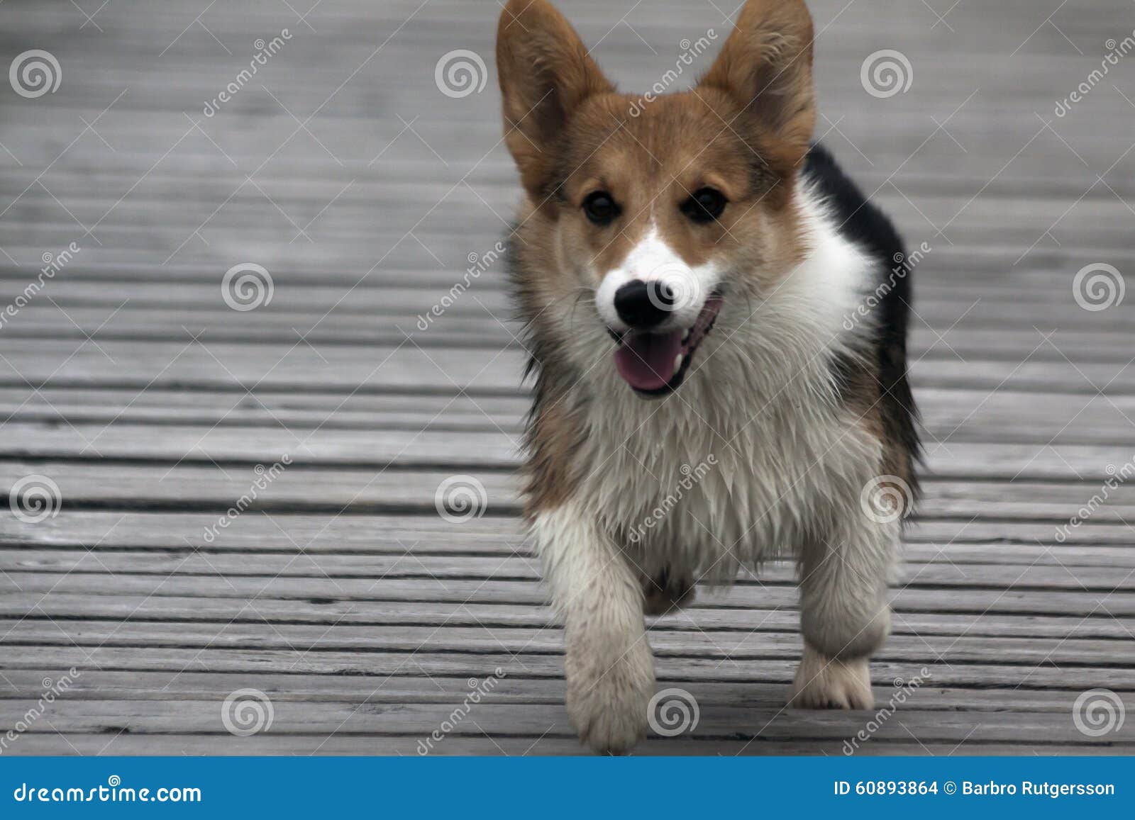 Full speed stock photo. Image of animals, welsh, speeding 60893864