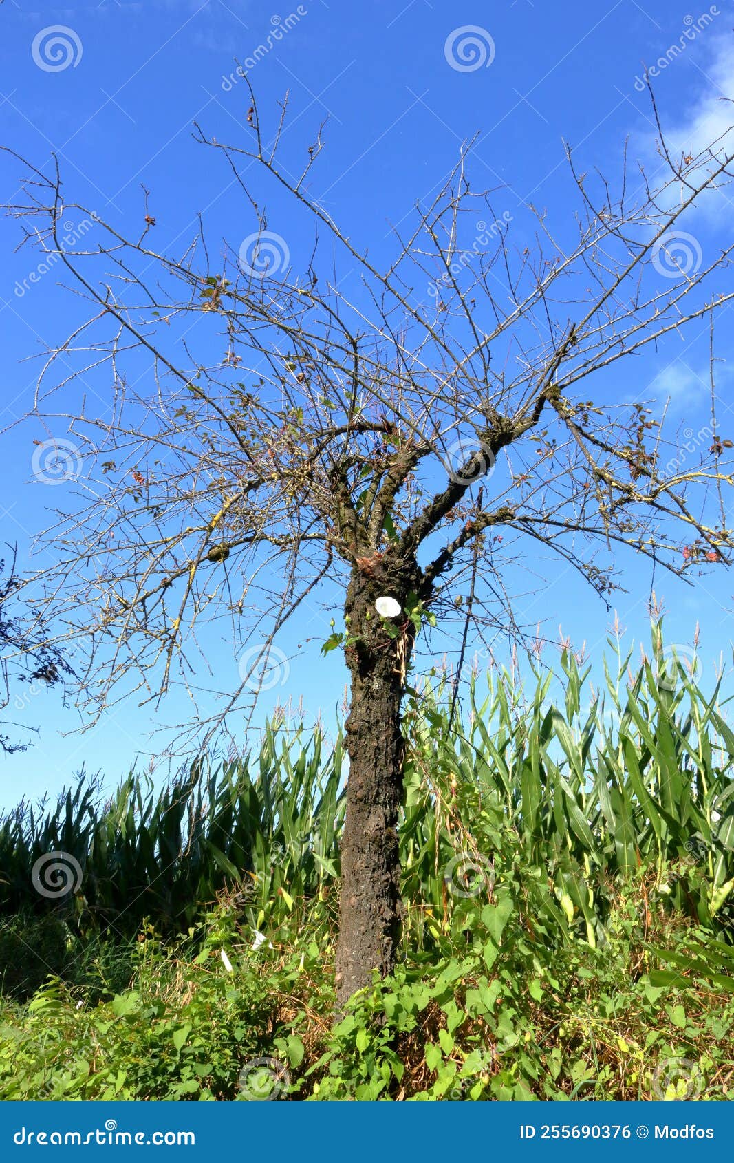 Dead Hickory Tree and Climbing Moon Flower Vine Stock Photo Image of