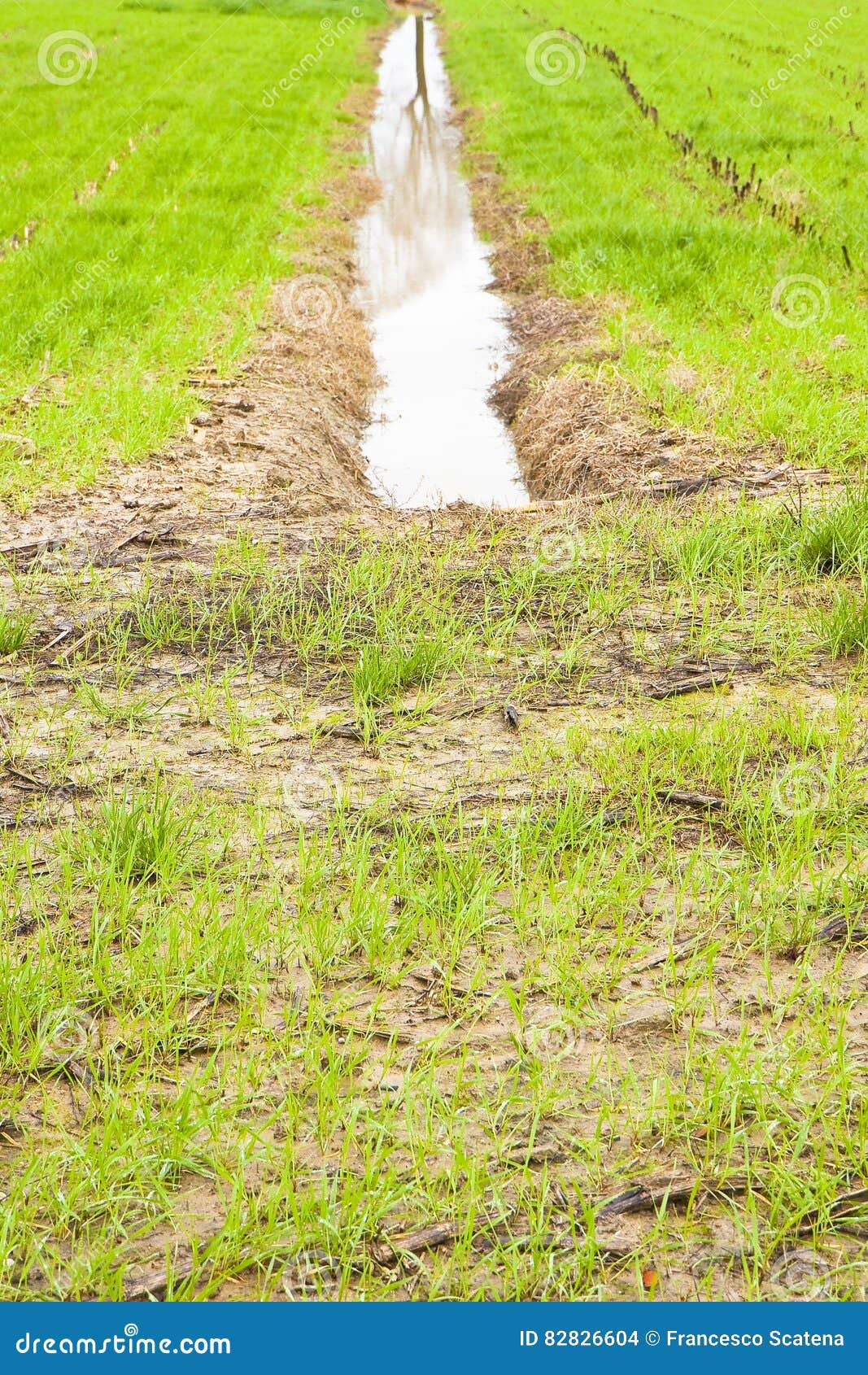Full Water Ditch in a Field after Torrential Rain Stock Photo Image