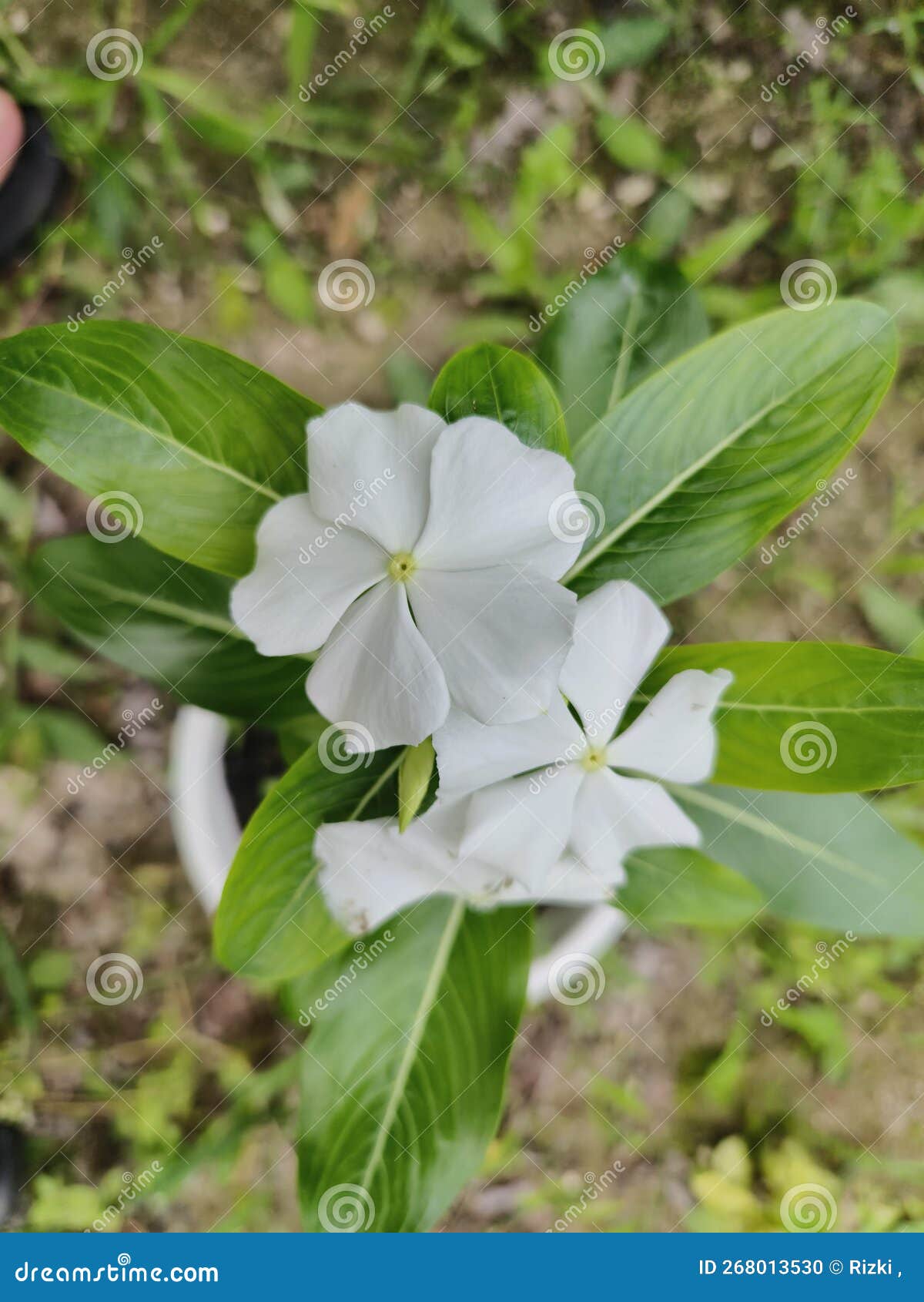 Full White Color Vinca Flower Stock Photo Image of full, vinca 268013530