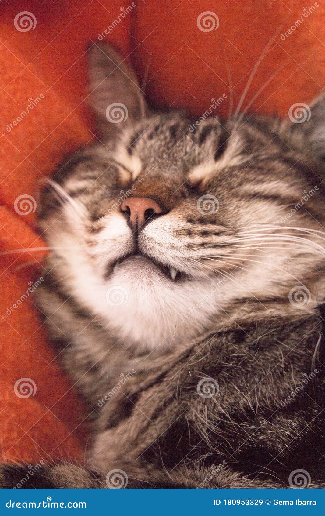 Fully asleep tabby cat stock image. Image of expression 180953329