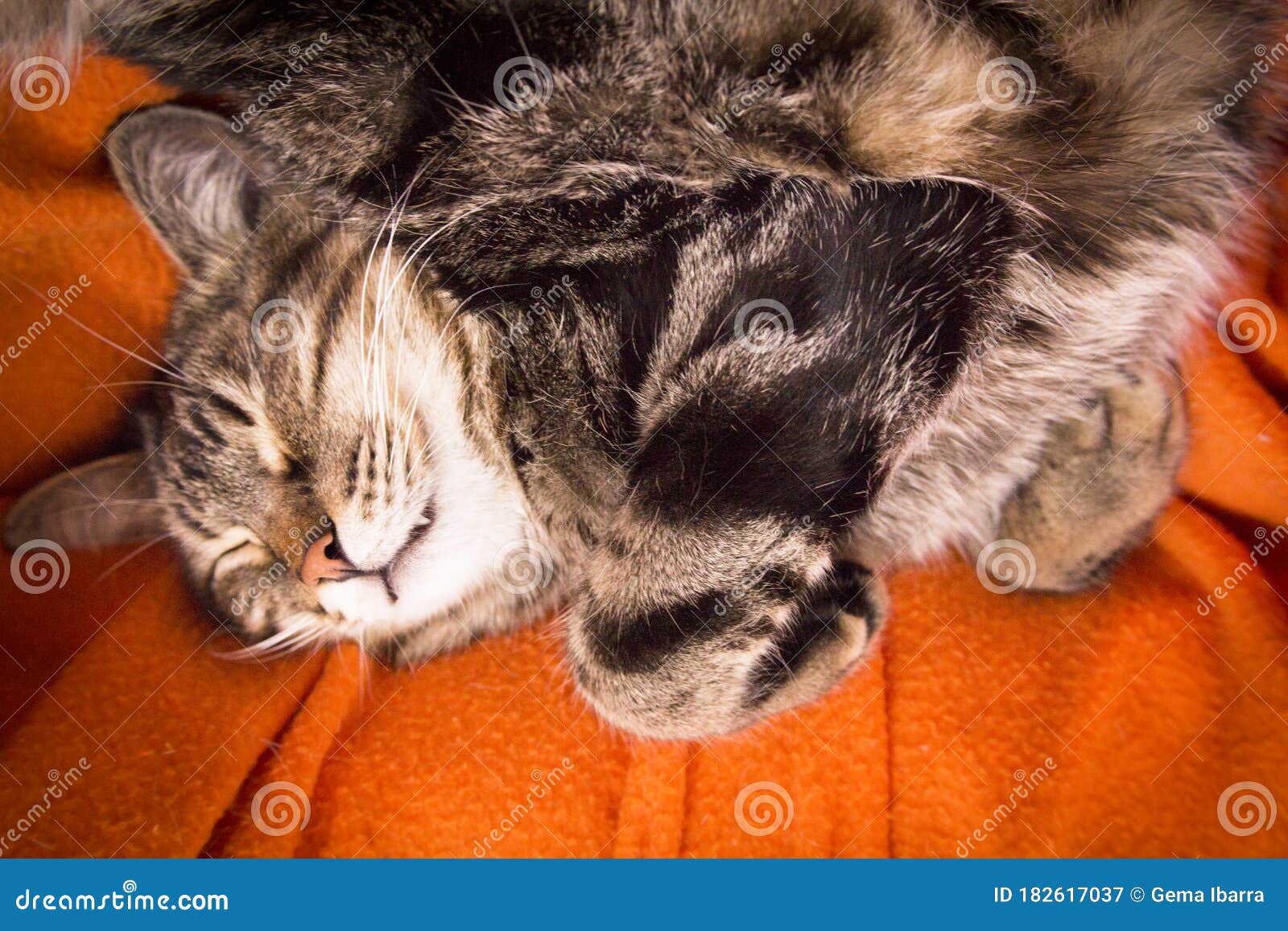 Fully asleep tabby cat stock image. Image of expression 182617037
