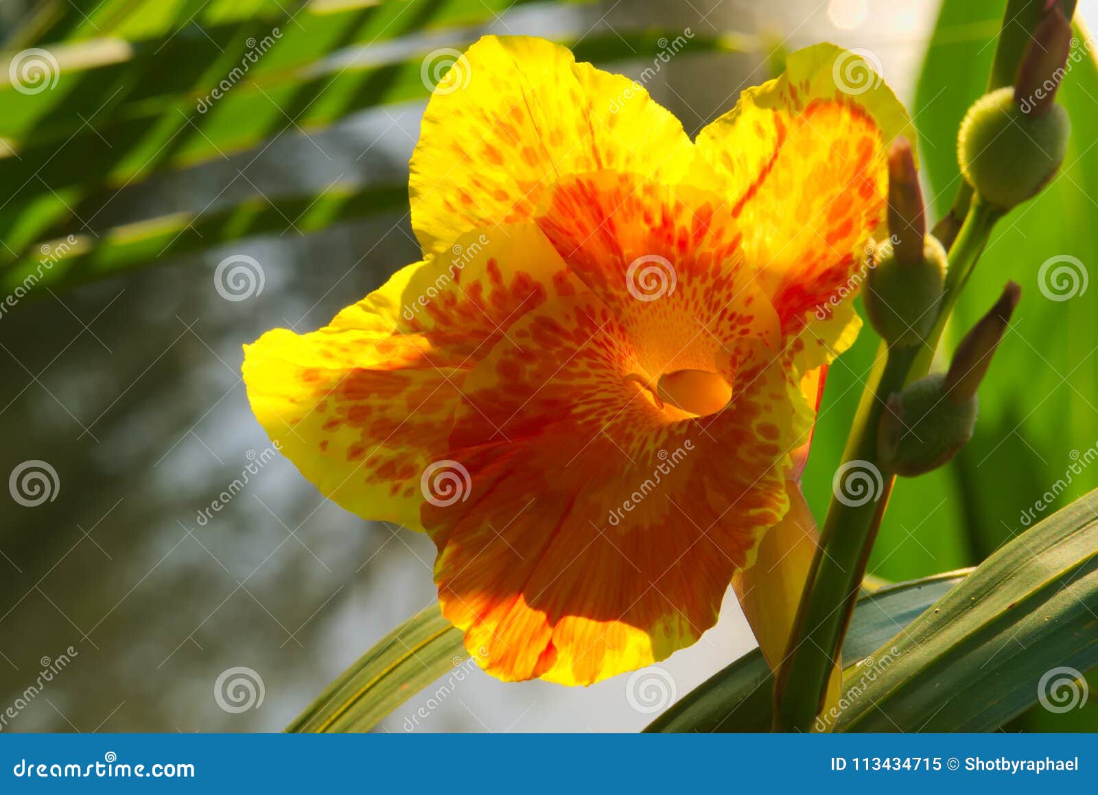 A Fully Bloomed Gorgeous Orange And Yellow Flower Growing On The