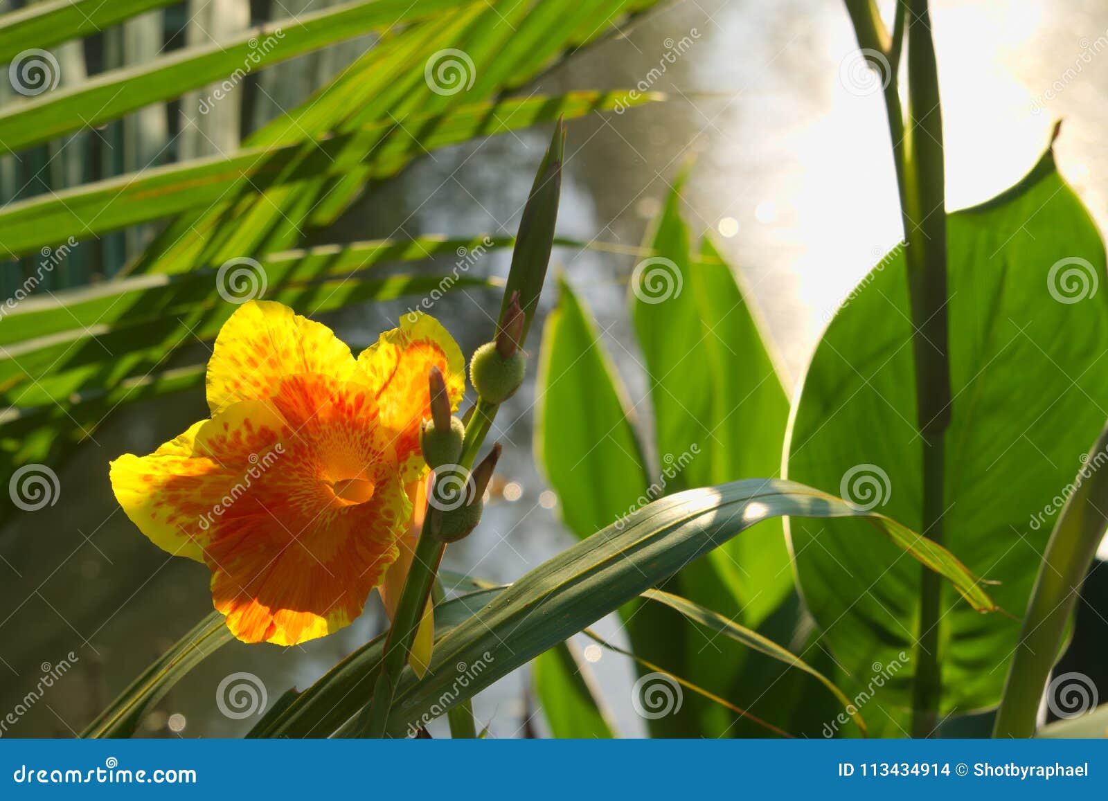 A Fully Bloomed Gorgeous Orange And Yellow Flower Growing On The