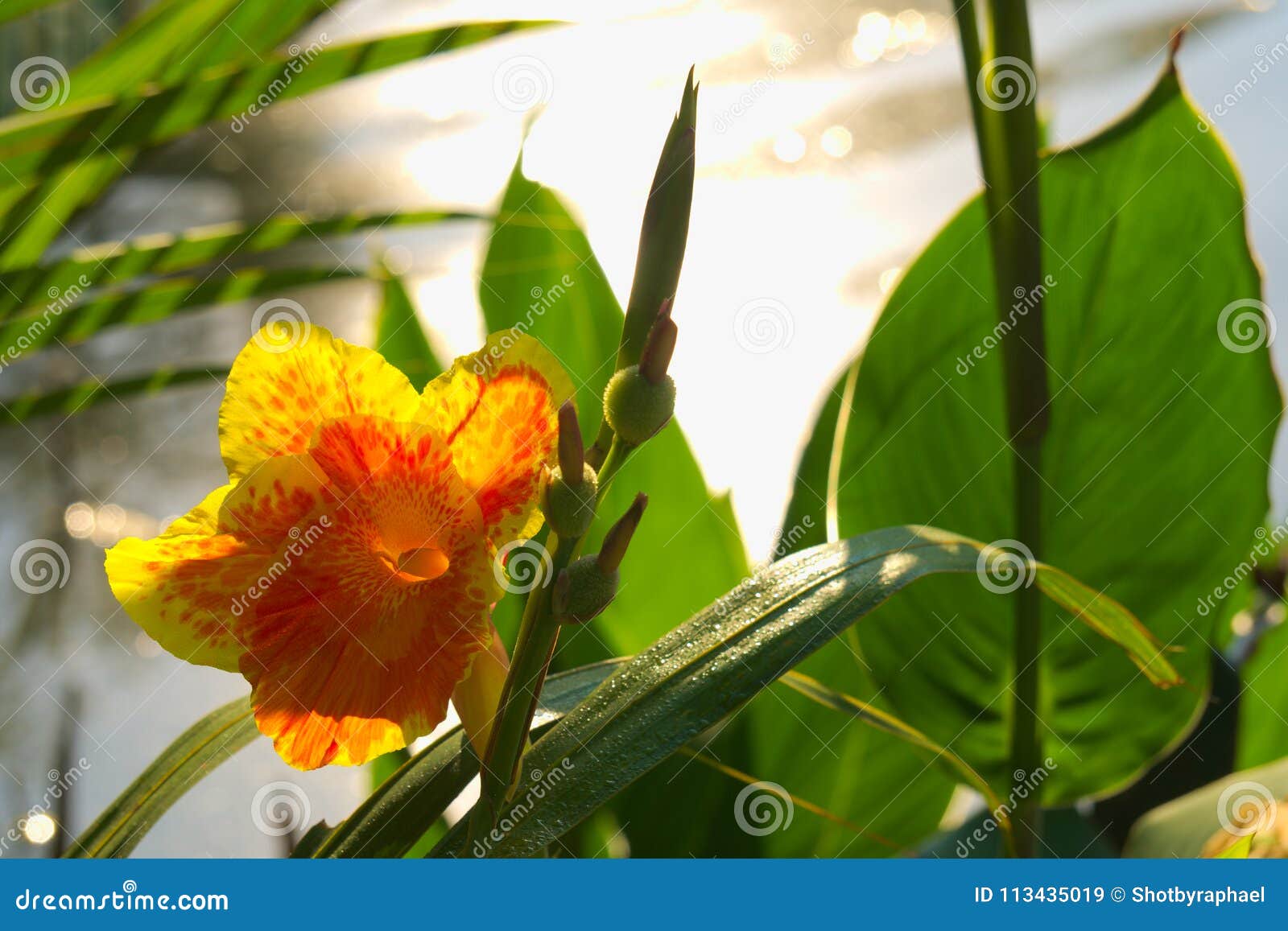A Fully Bloomed Gorgeous Orange And Yellow Flower Growing On The