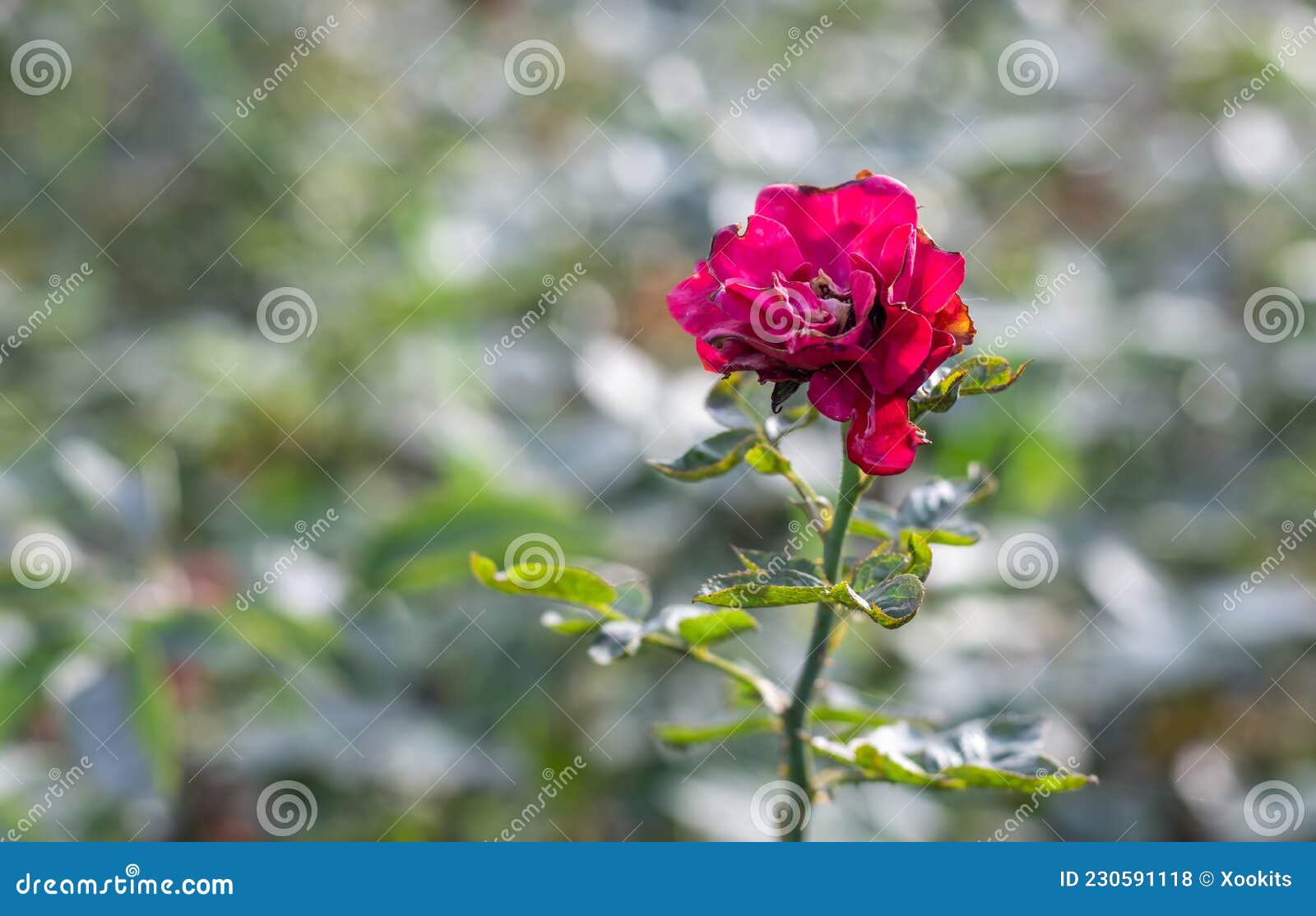 Fully Bloomed Red Rose With Fallen Petals In The Garden With Copy Space