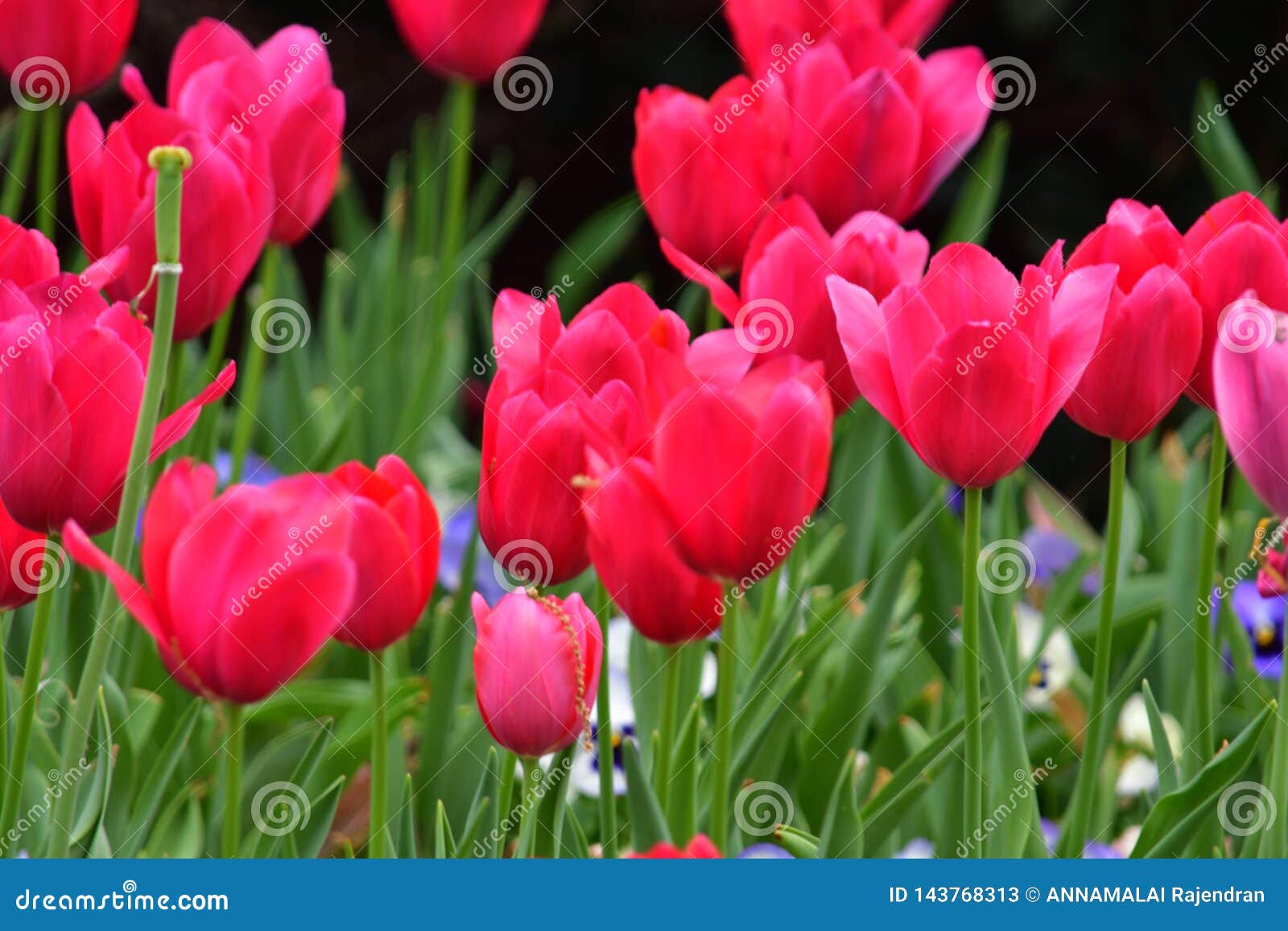Fully Bloomed Red Tulip stock image. Image of fresh 143768313