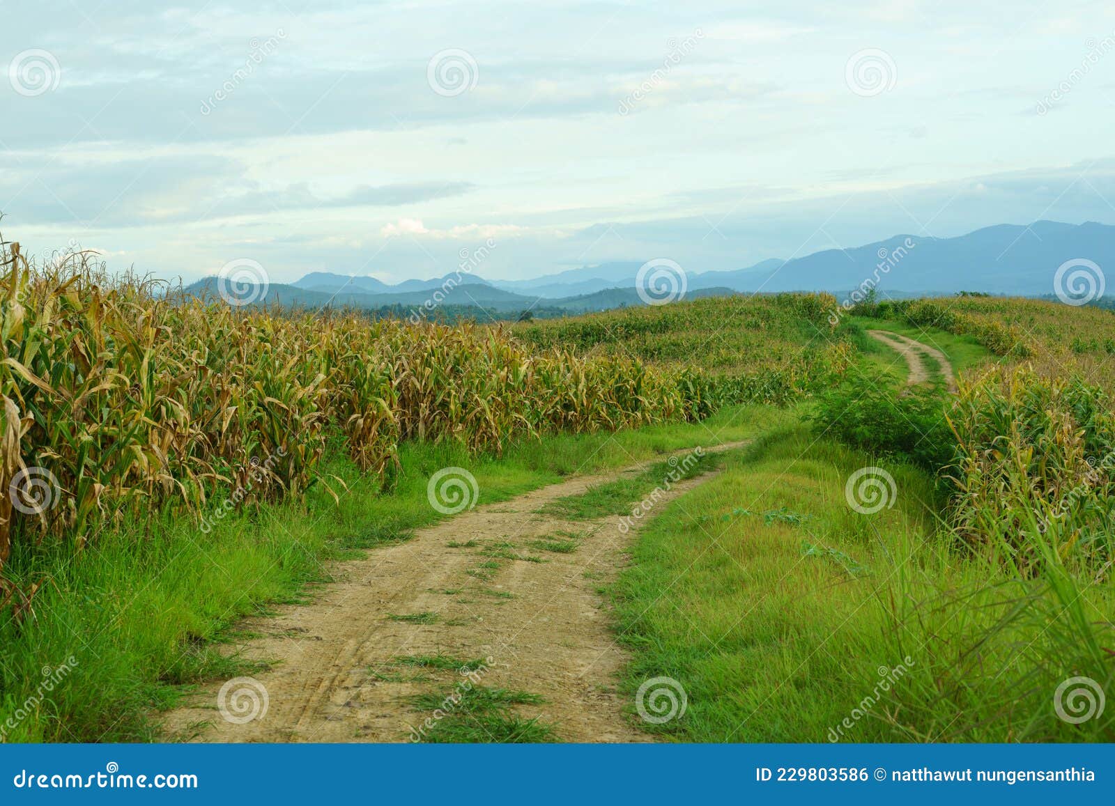 Fully Grown Corn Ready To Be Harvested Stock Photo Image of harvested