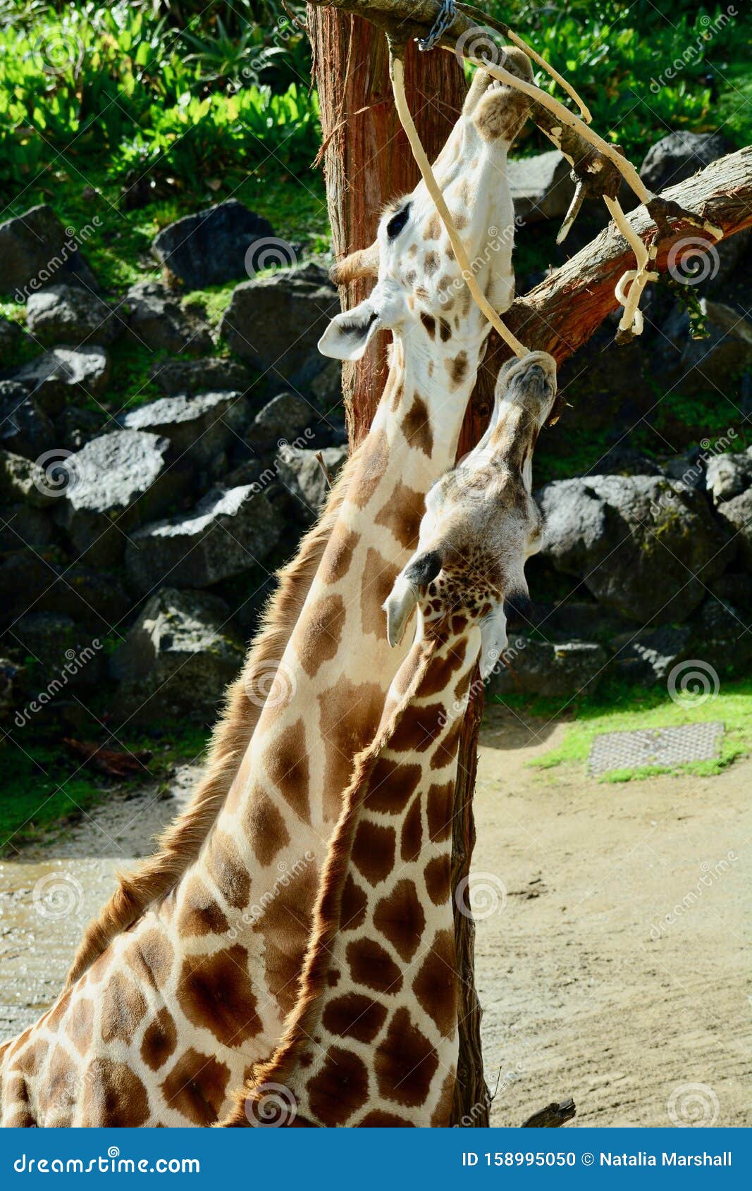 Giraffe Giraffa Camelopardalis is an African even-toed UngulateÂ