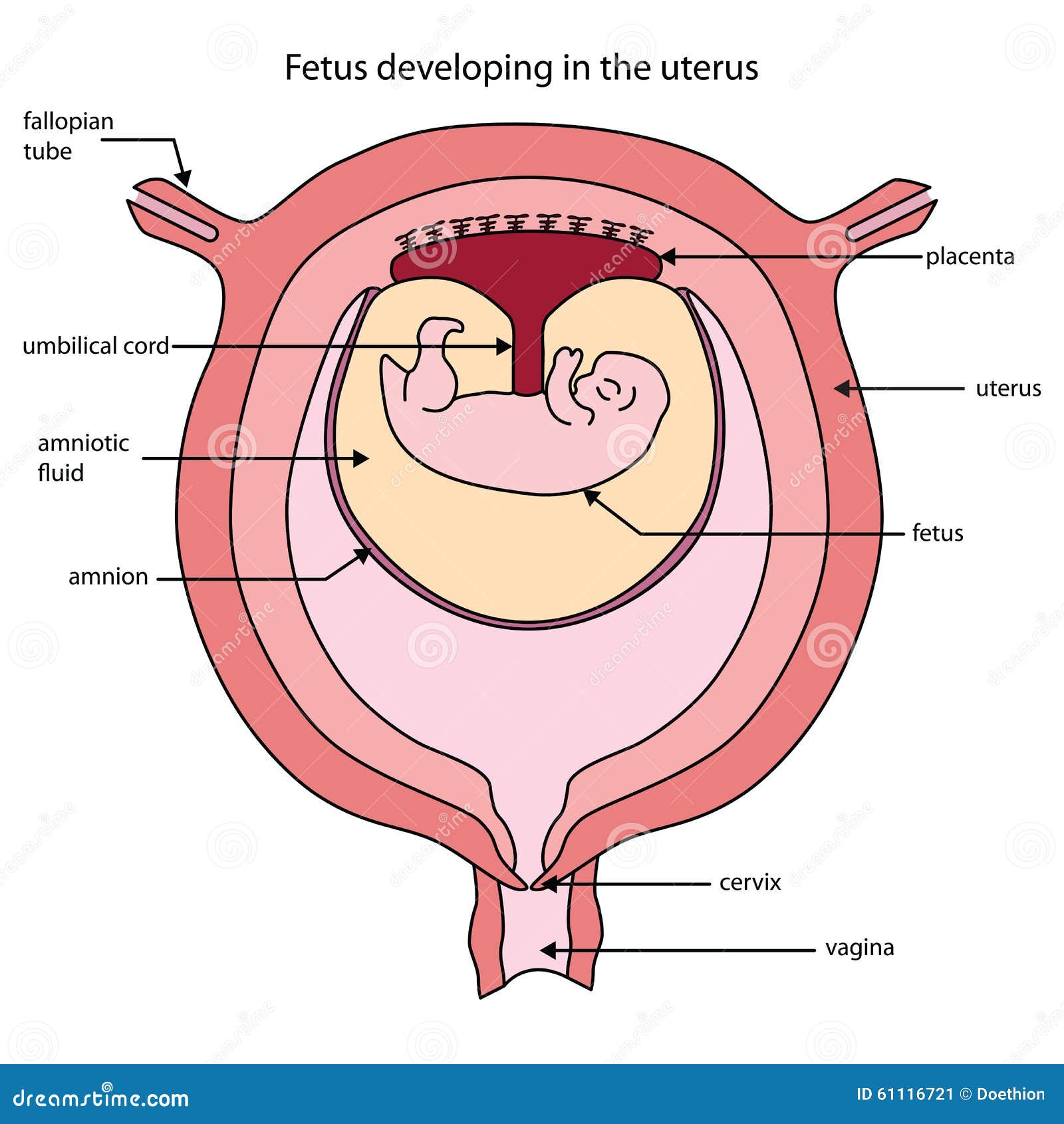 presentation of baby in uterus