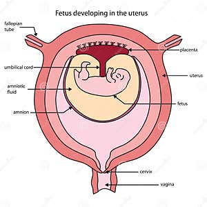 Anatomia Fetal