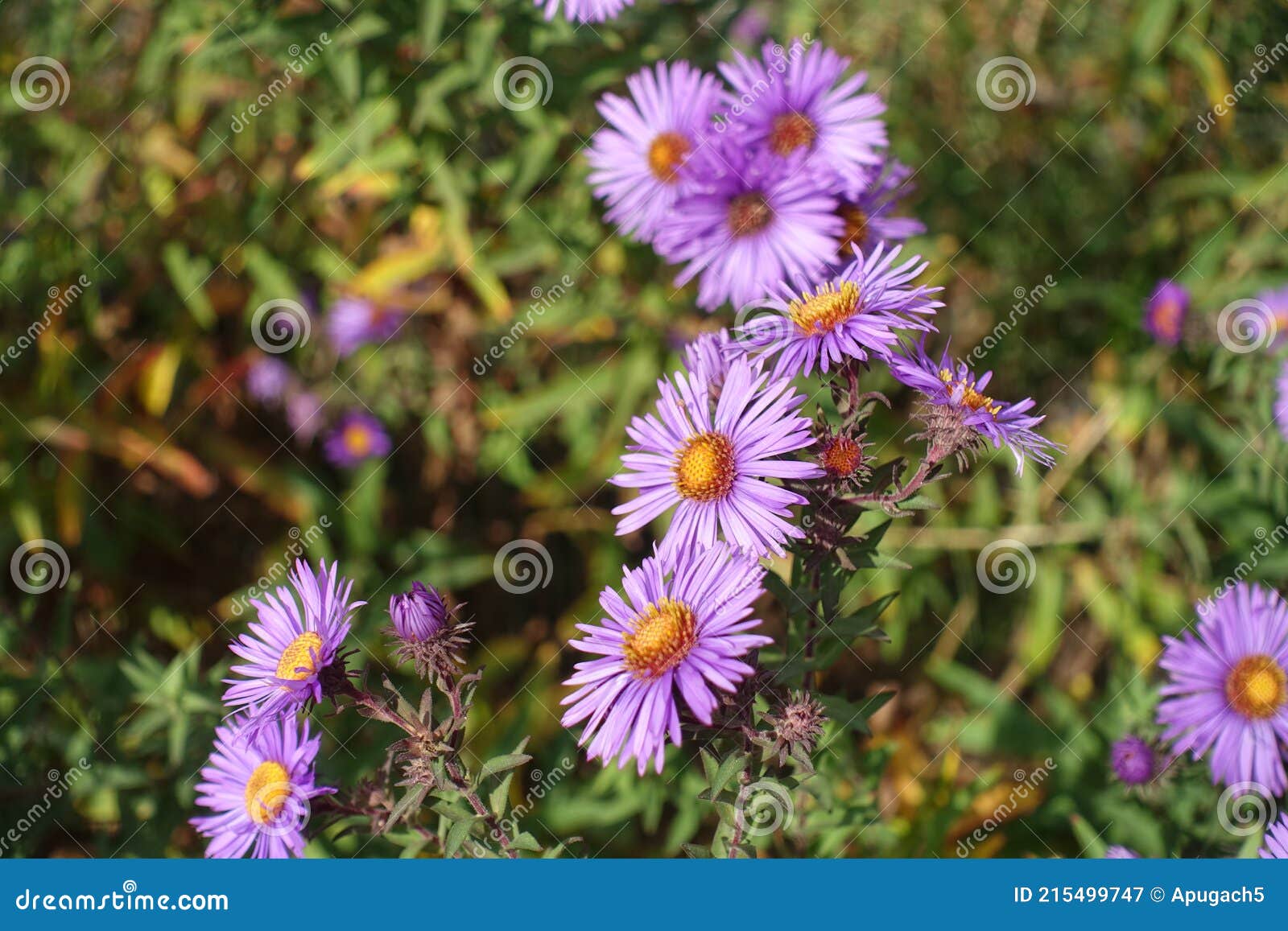 Fully Opened Purple Flowers of New England Aster in October Stock Image
