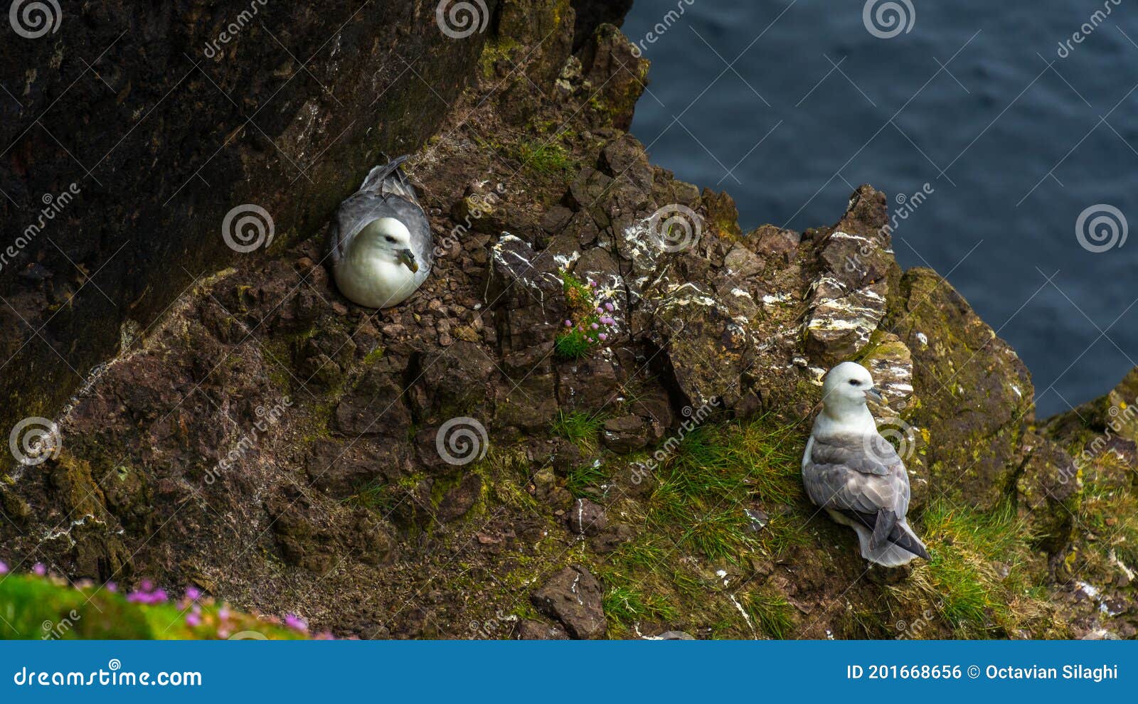 fulmars nesting on the eshaness cliffs in shetland islands
