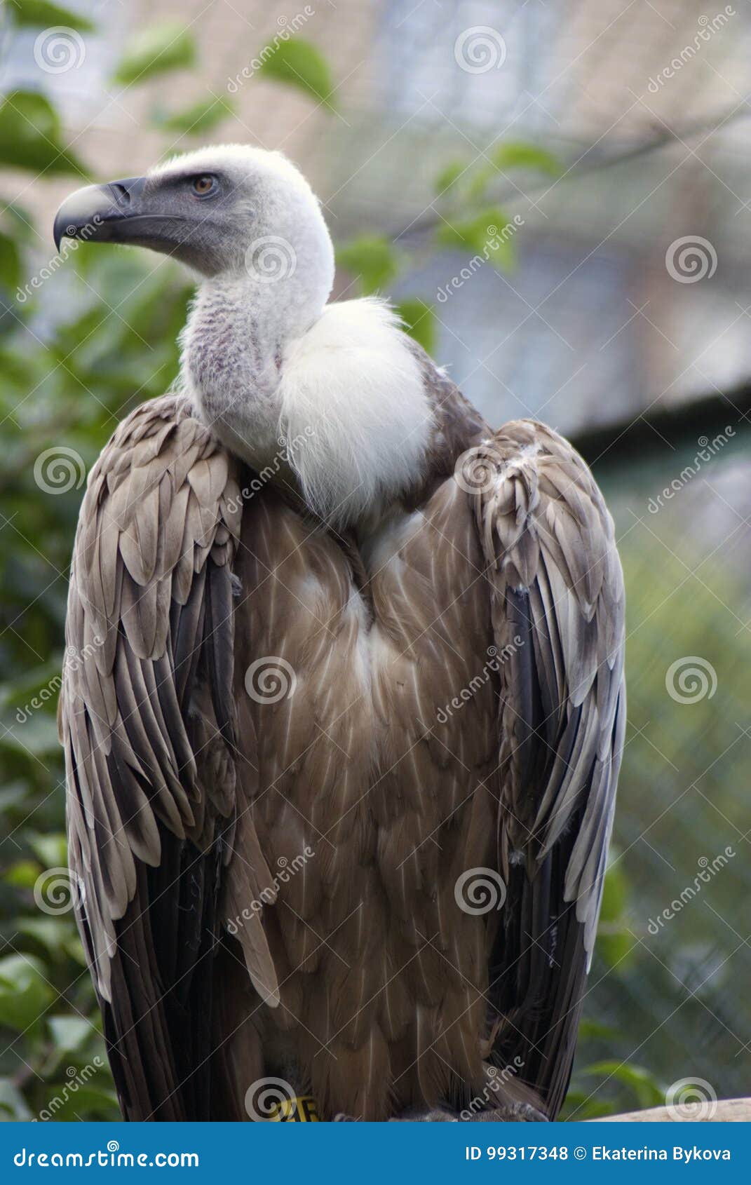 Fulvus Van Gyps Van De Griffongier Stock Foto - Image of veren, vogel ...