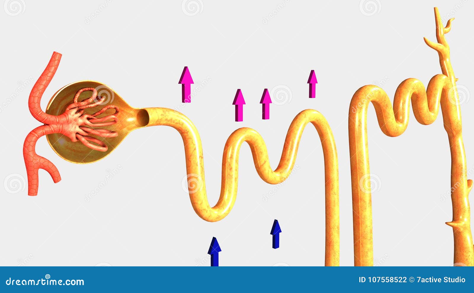 Função de Nephron ilustração stock. Ilustração de veia - 107558522, image size:1600x990