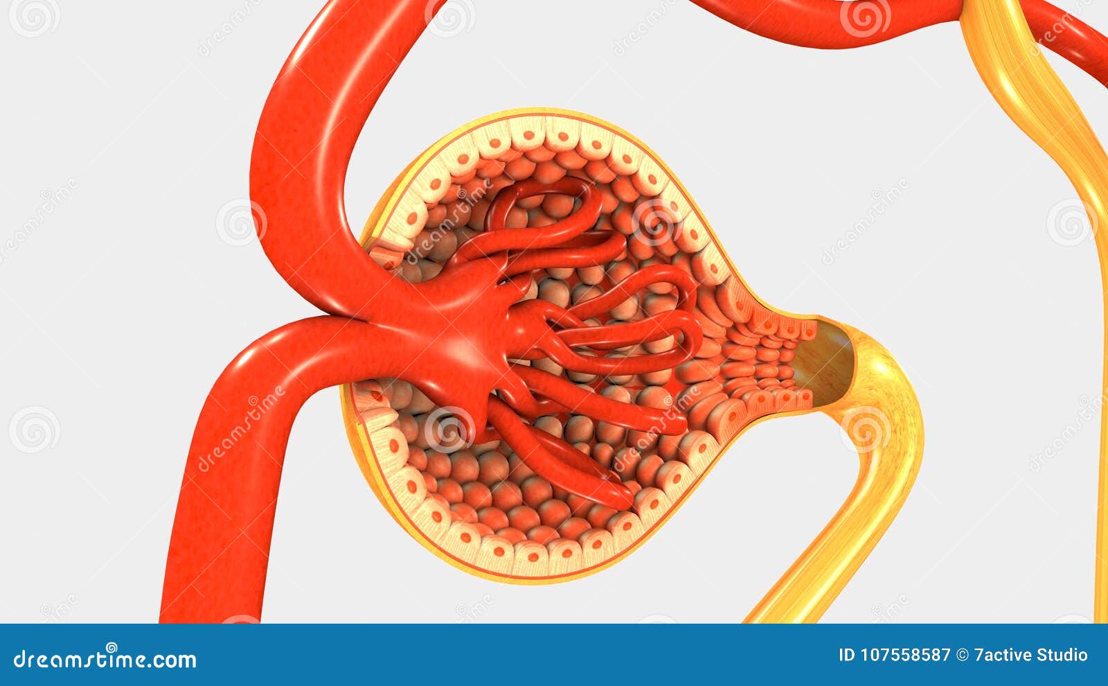 Estrutura do néfron no rim, ilustração medicamente 3D Ilustração de  ©Axel_Kock #254875374, image size:1600x990
