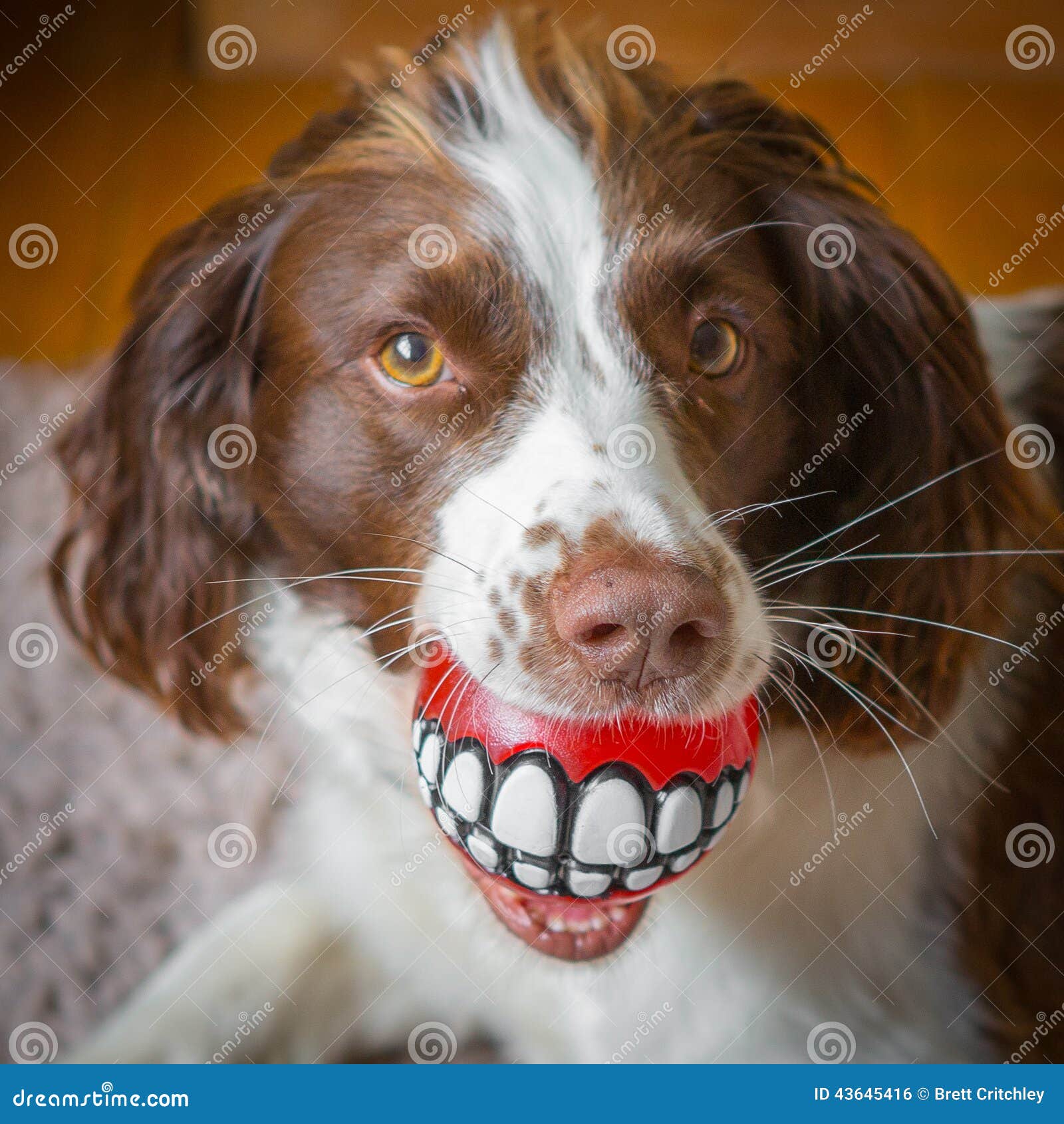 Fun dog dental care stock photo. Image of smile, mouth 43645416