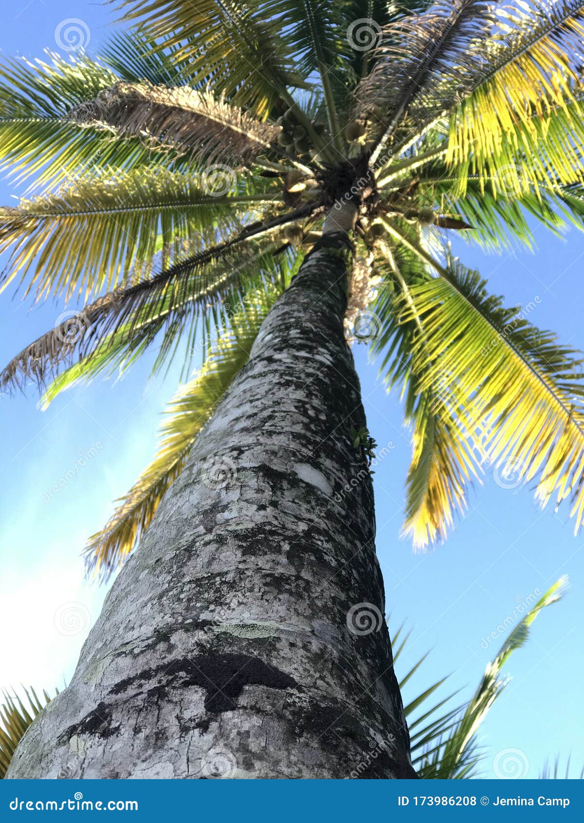 A Fun Palm from the Caribbean Stock Photo - Image of palmtree, palm ...