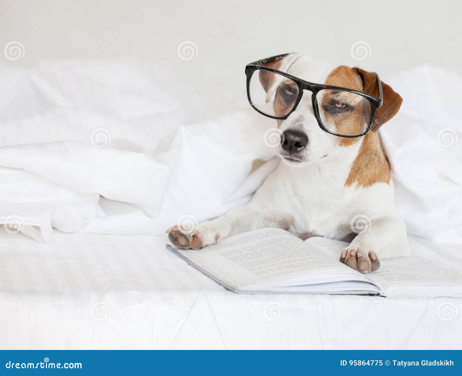 Fun pet in bed stock image. Image of russell, cover, book 95864775