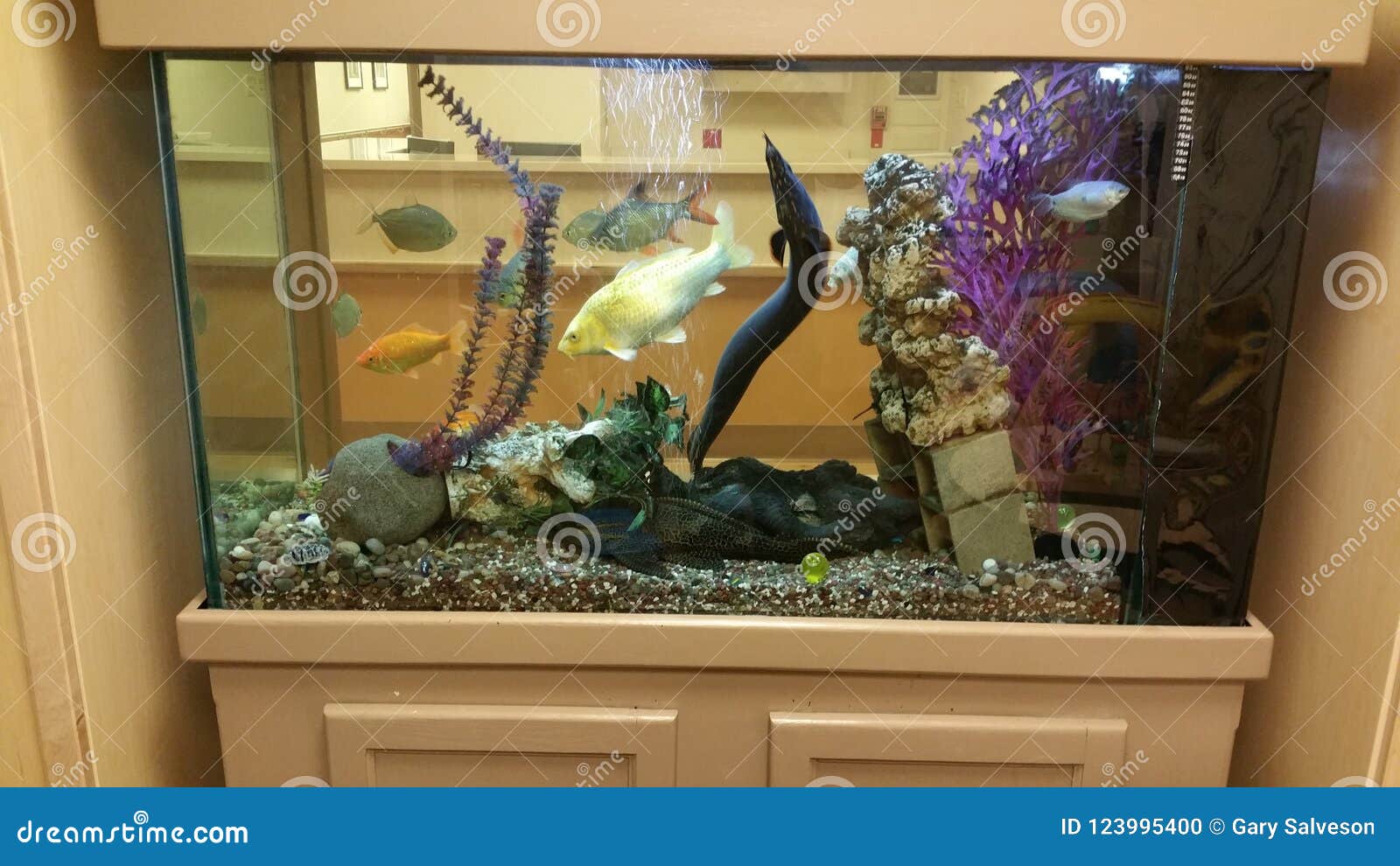 Fish Tank Full Fish and Eel Stock Photo Image of tank, place 123995400