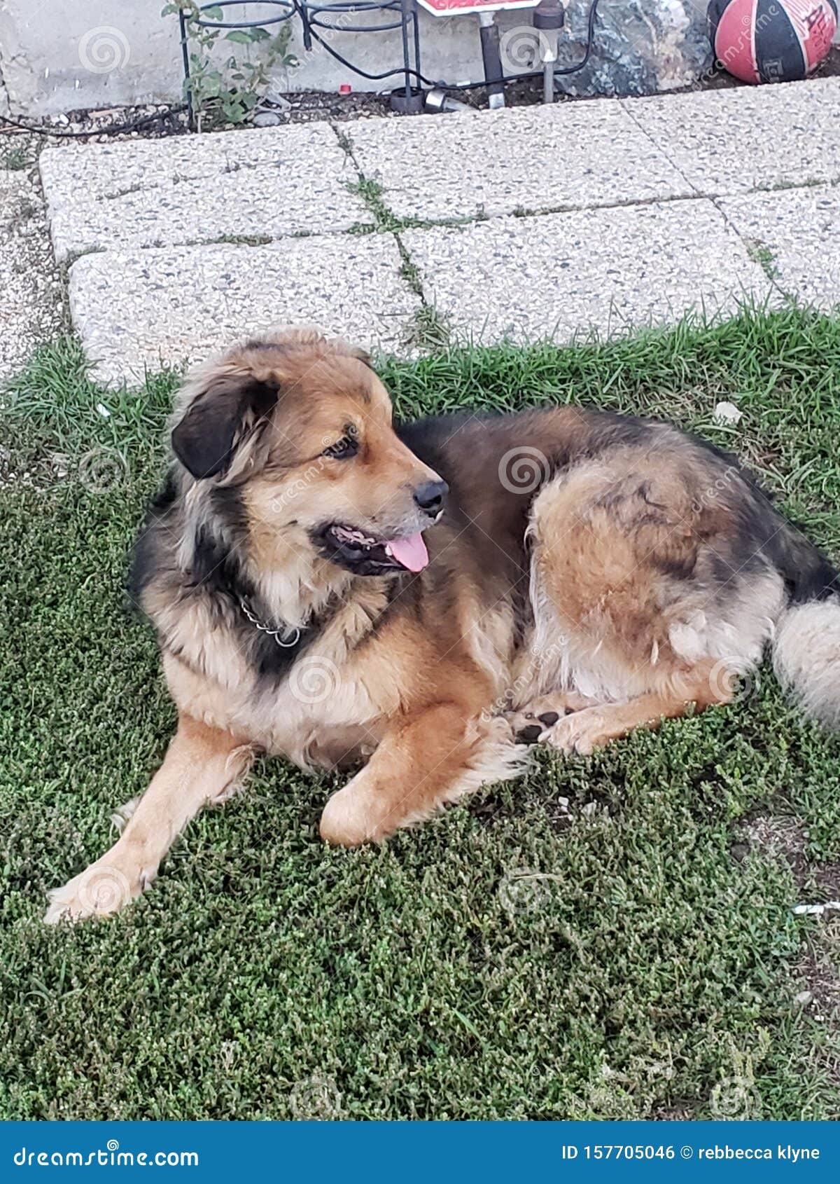 Fun in the Sun Puppy Style in Rosser Stock Photo Image of style