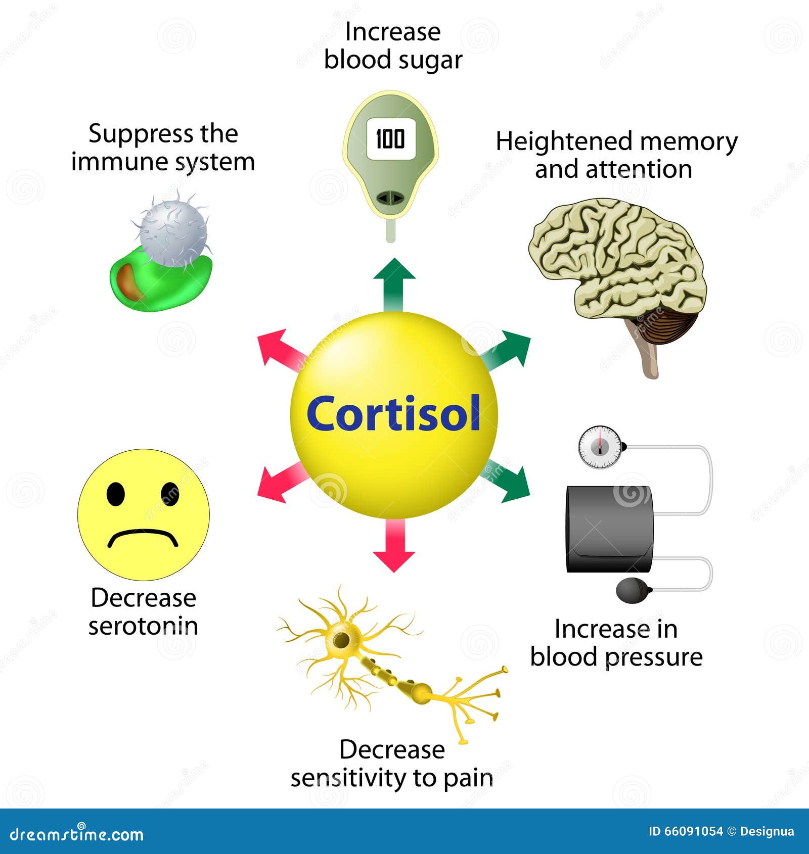 Funciones del cortisol ilustración del vector. Ilustración de salud