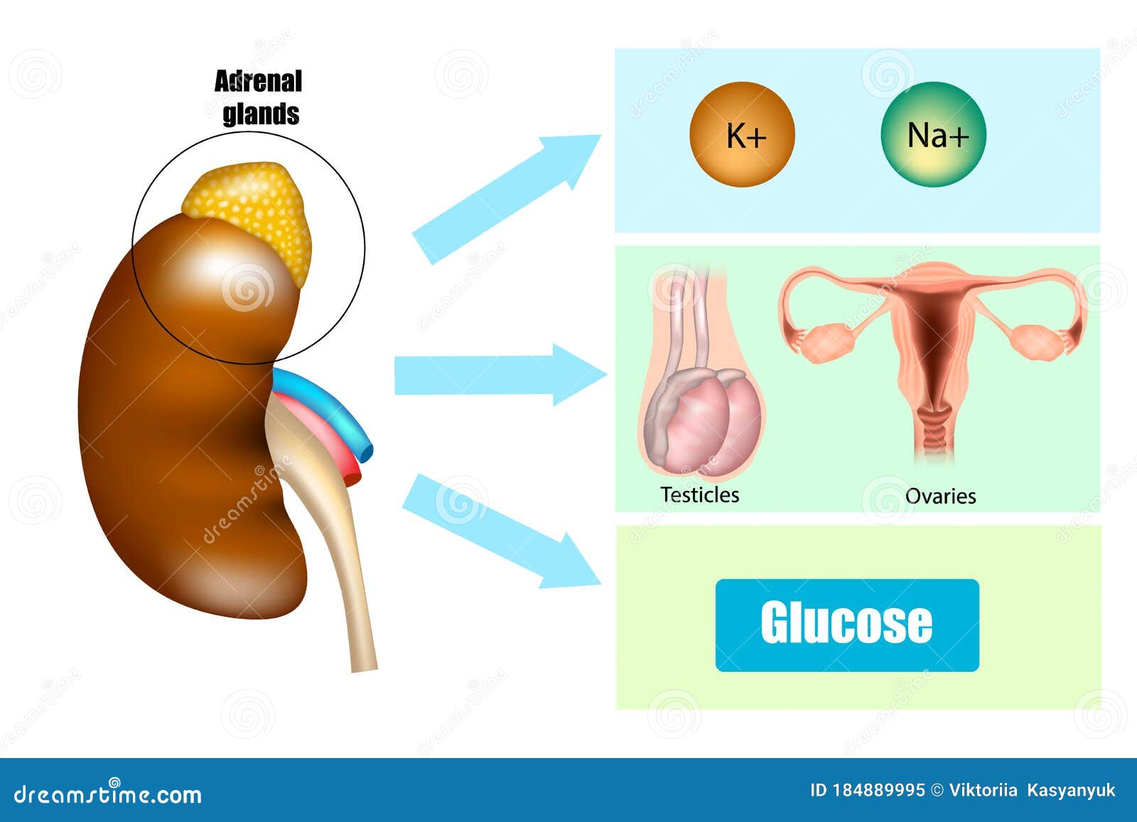 function of adrenal glands in hormone secretion. anatomy and physiology of the adrenal gland.