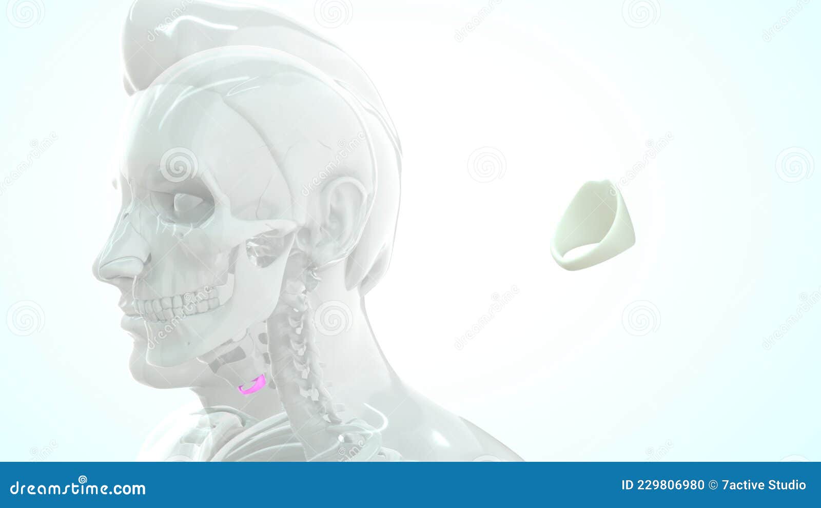 location of cricoid cartilage in human