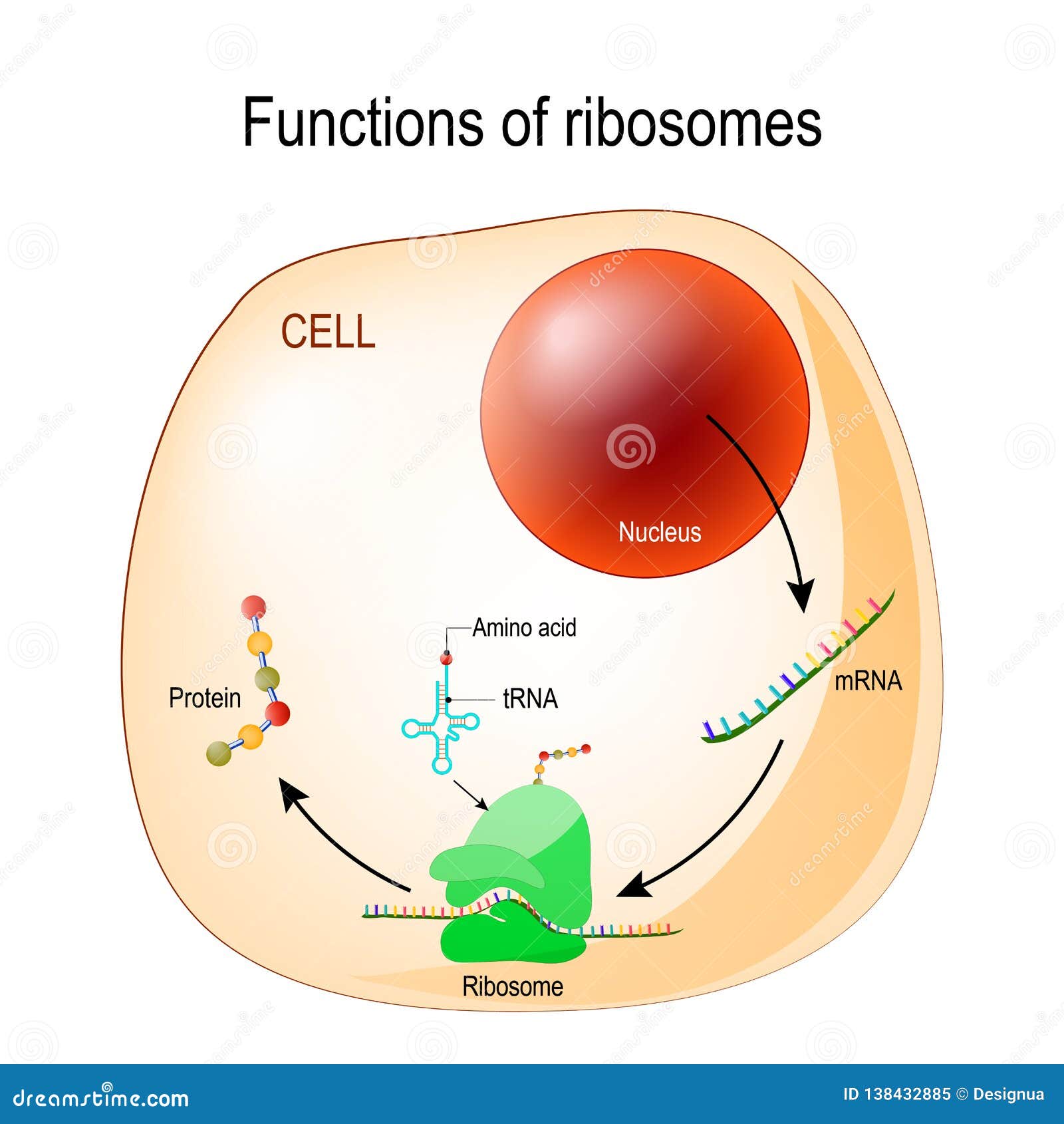 function of ribosomes