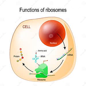 Biologycal Cartoons Illustrations Vector Stock Images 171 Pictures 