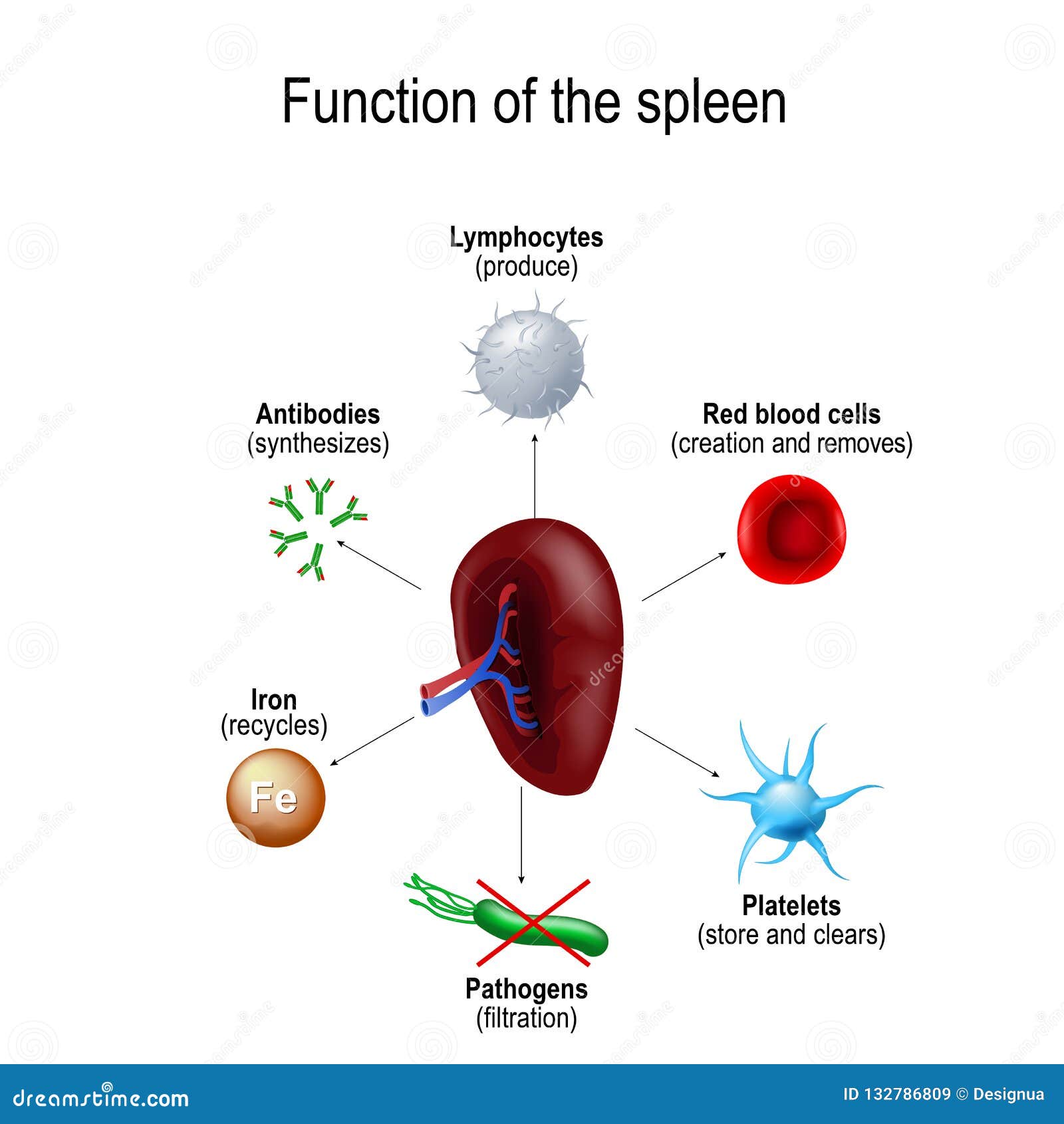 Collection 100+ Pictures Erythrocytes, Leukocytes, And Platelets Travel ...