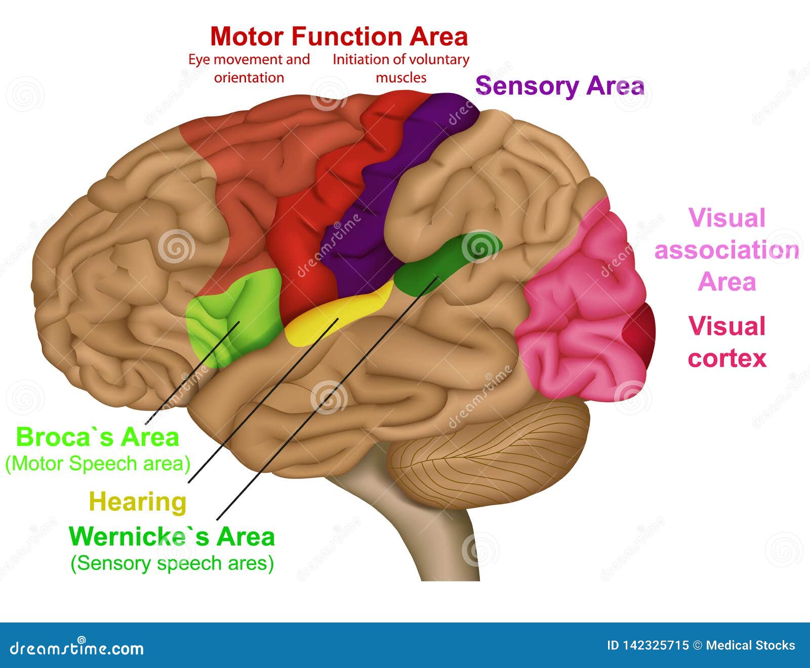 functional brain areas medical   on white background
