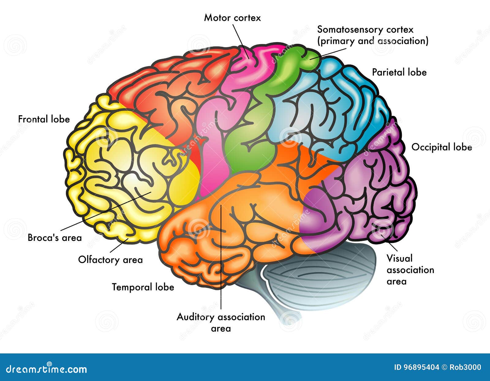 functional diagram of human brain