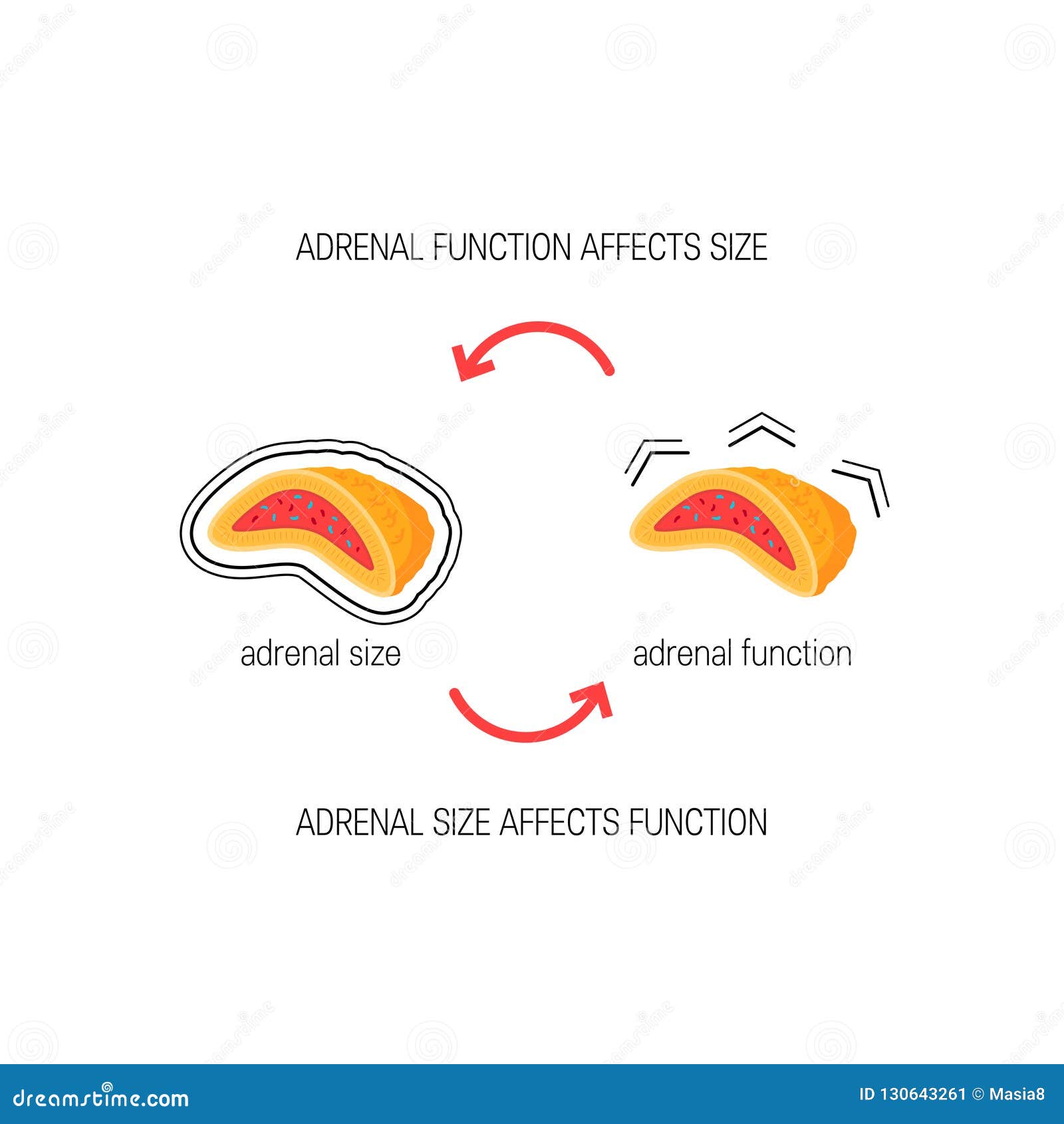 primary function of the adrenal gland