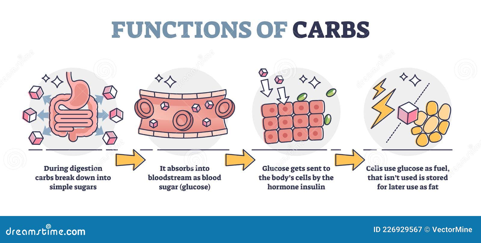 functions of carbs and carbohydrates in digestive system outline diagram