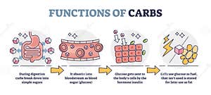 Carbohydrates Diagram