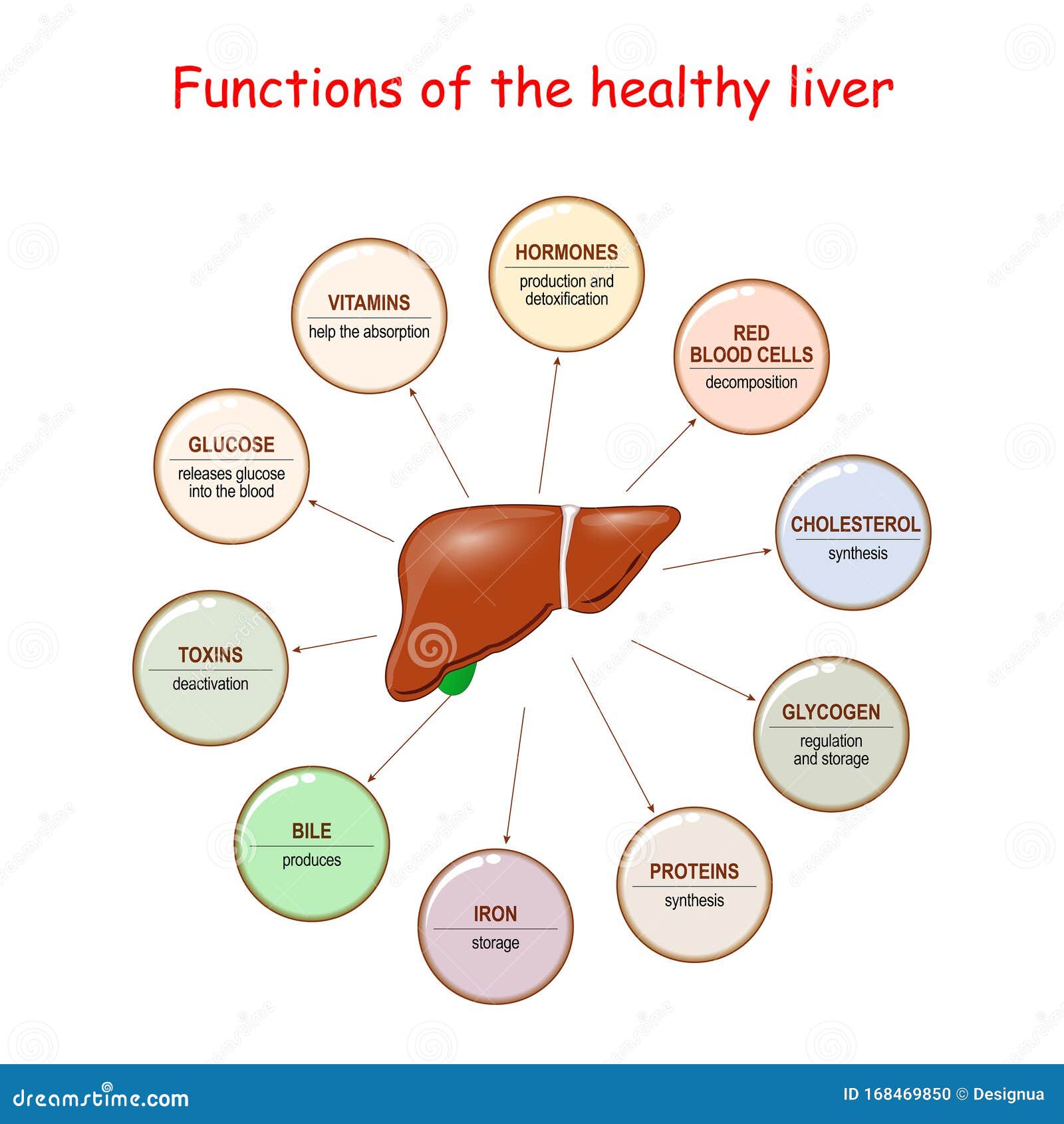 Liver Functions Cartoon Vector | CartoonDealer.com #61319483