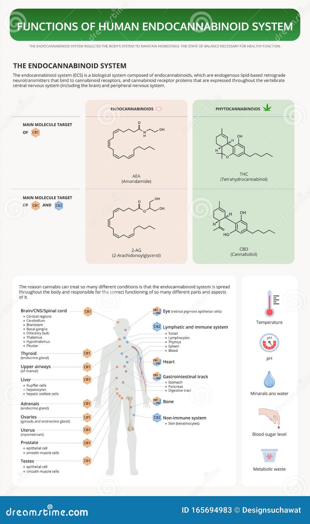 functions of human endocananbinoid system vertical textbook infographic