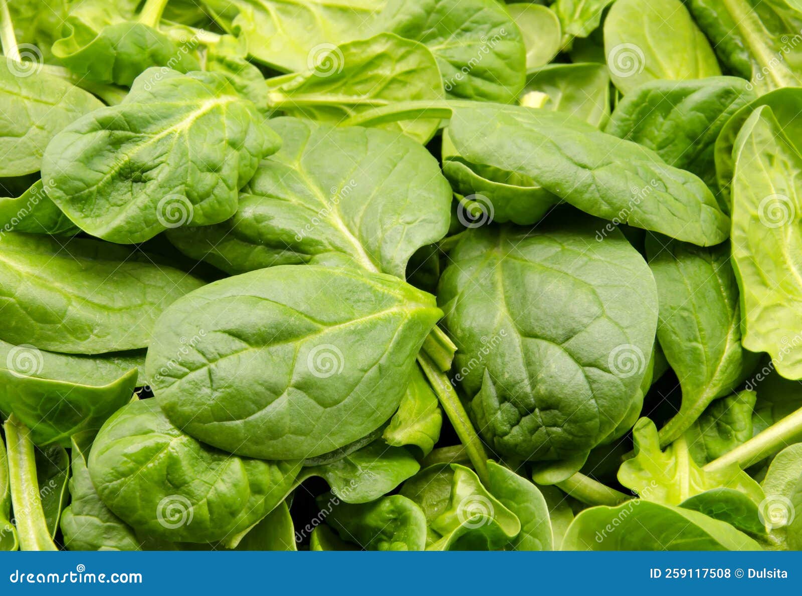 Vegetables fresh spinach stock photo. Image of healthy - 259117508