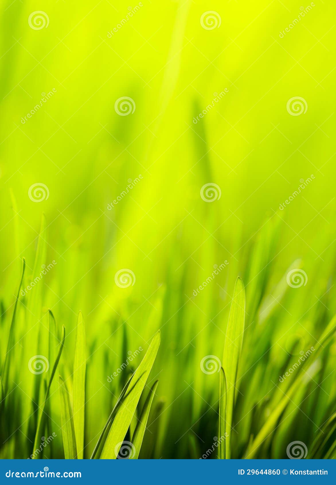 Fundo abstrato do verde da natureza da mola. Fundo abstrato da grama verde da natureza da mola