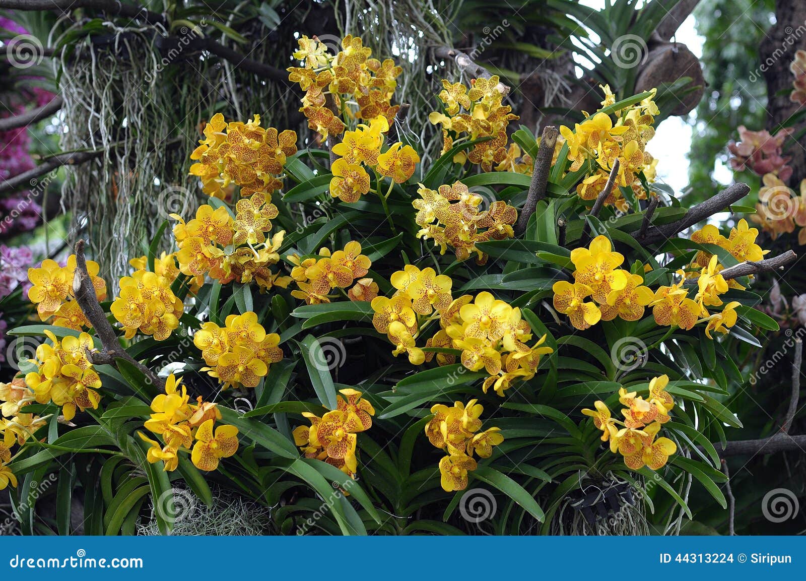Fundo Amarelo Das Orquídeas Foto de Stock - Imagem de floral, flor: 44313224