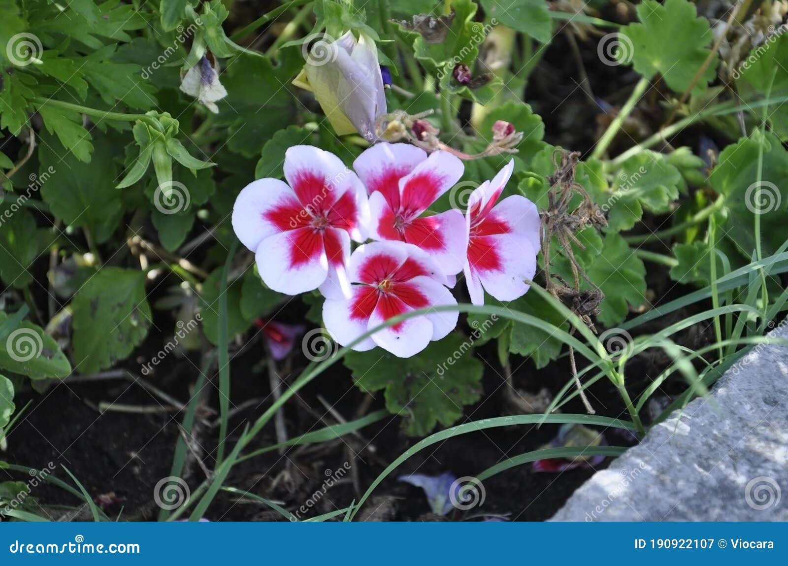 Fundo Com Flor De Gerânio No Jardim Da Cidade De Batalha Em Portugal Imagem  de Stock - Imagem de flor, bonito: 190922107