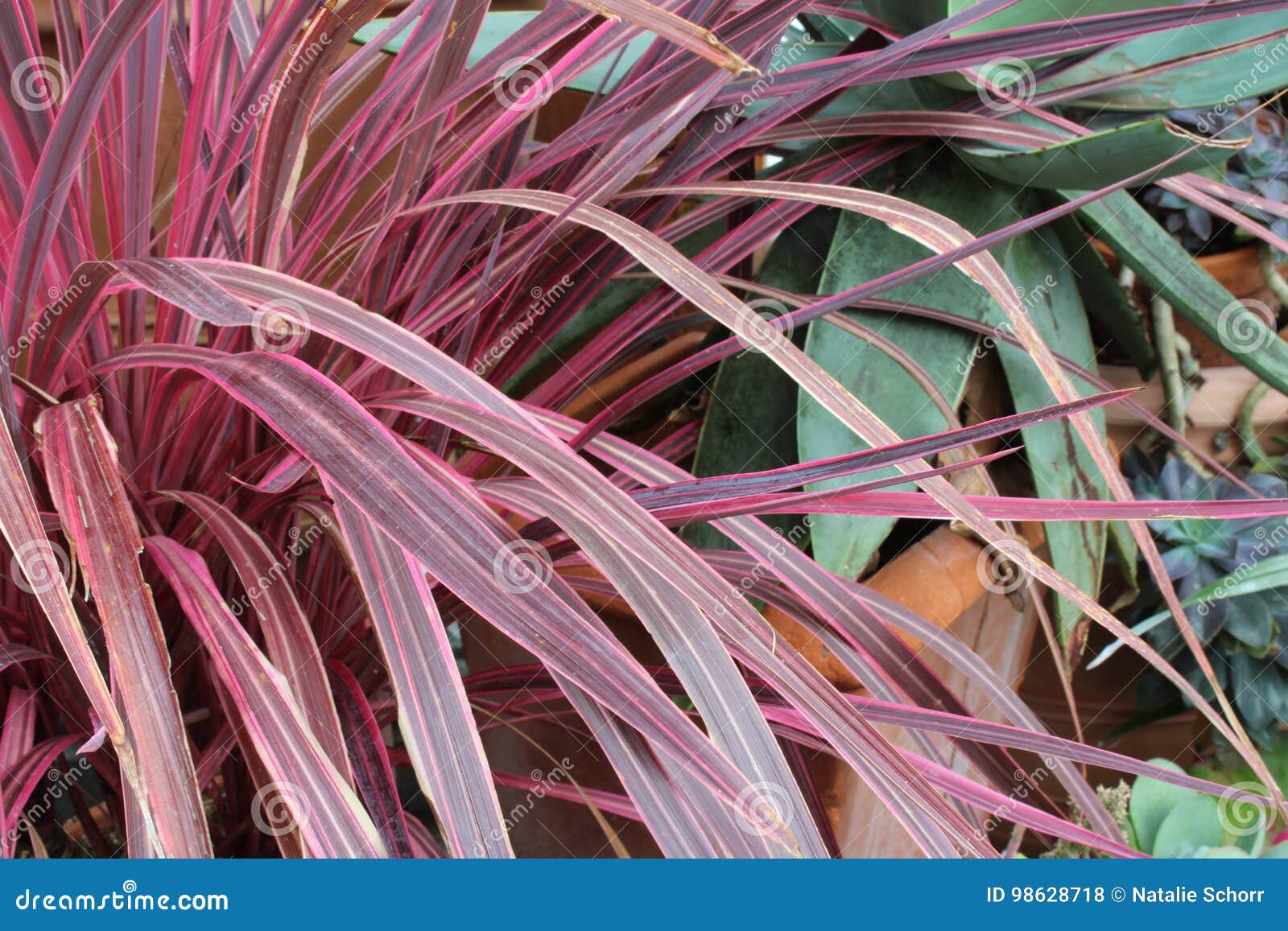 Fundo Cor-de-rosa Da Planta Da Casa Das Folhas De Palmeira Foto de Stock -  Imagem de interior, vermelho: 98628718